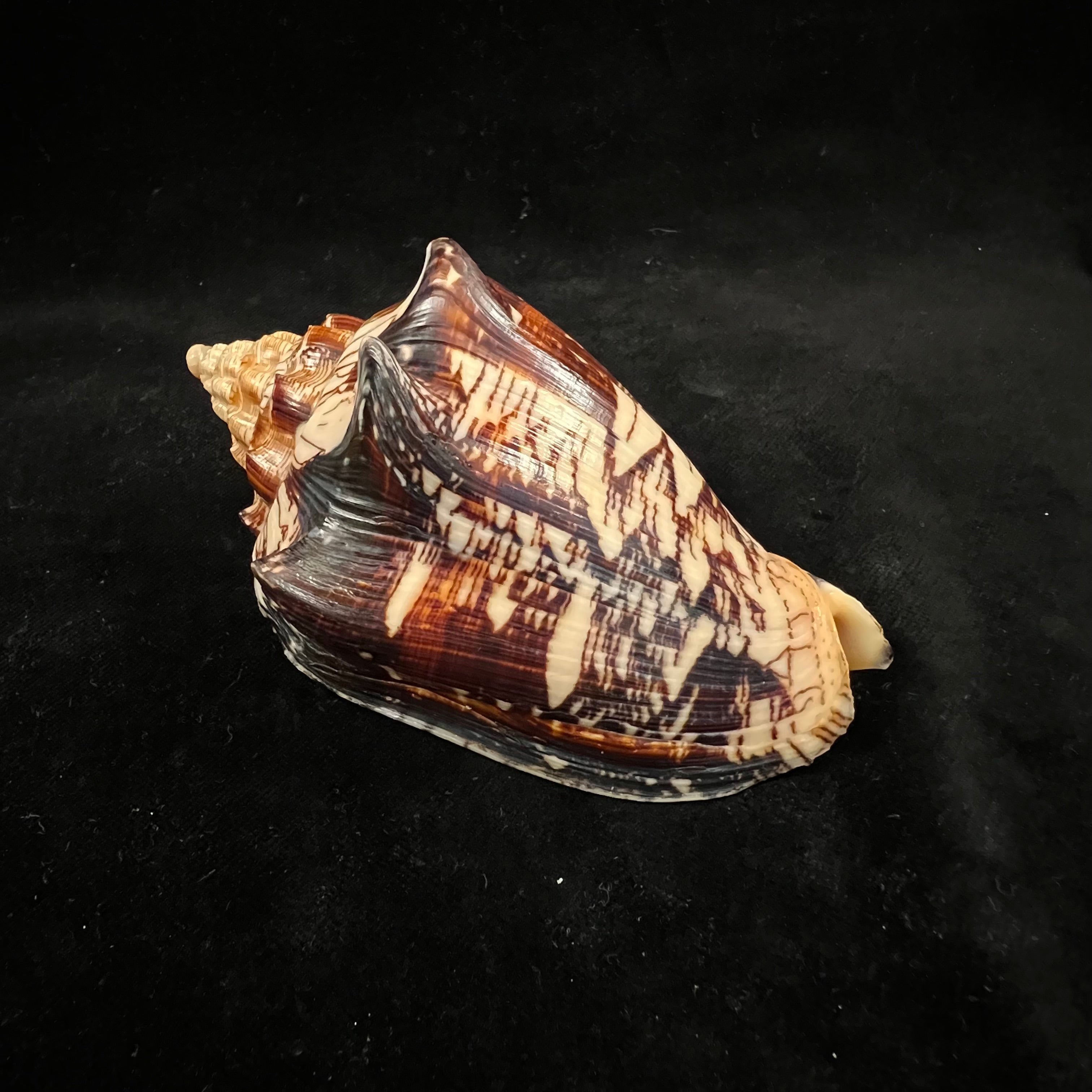 Voluta ebraea Linnaeus, 1758 - 104,9mm
