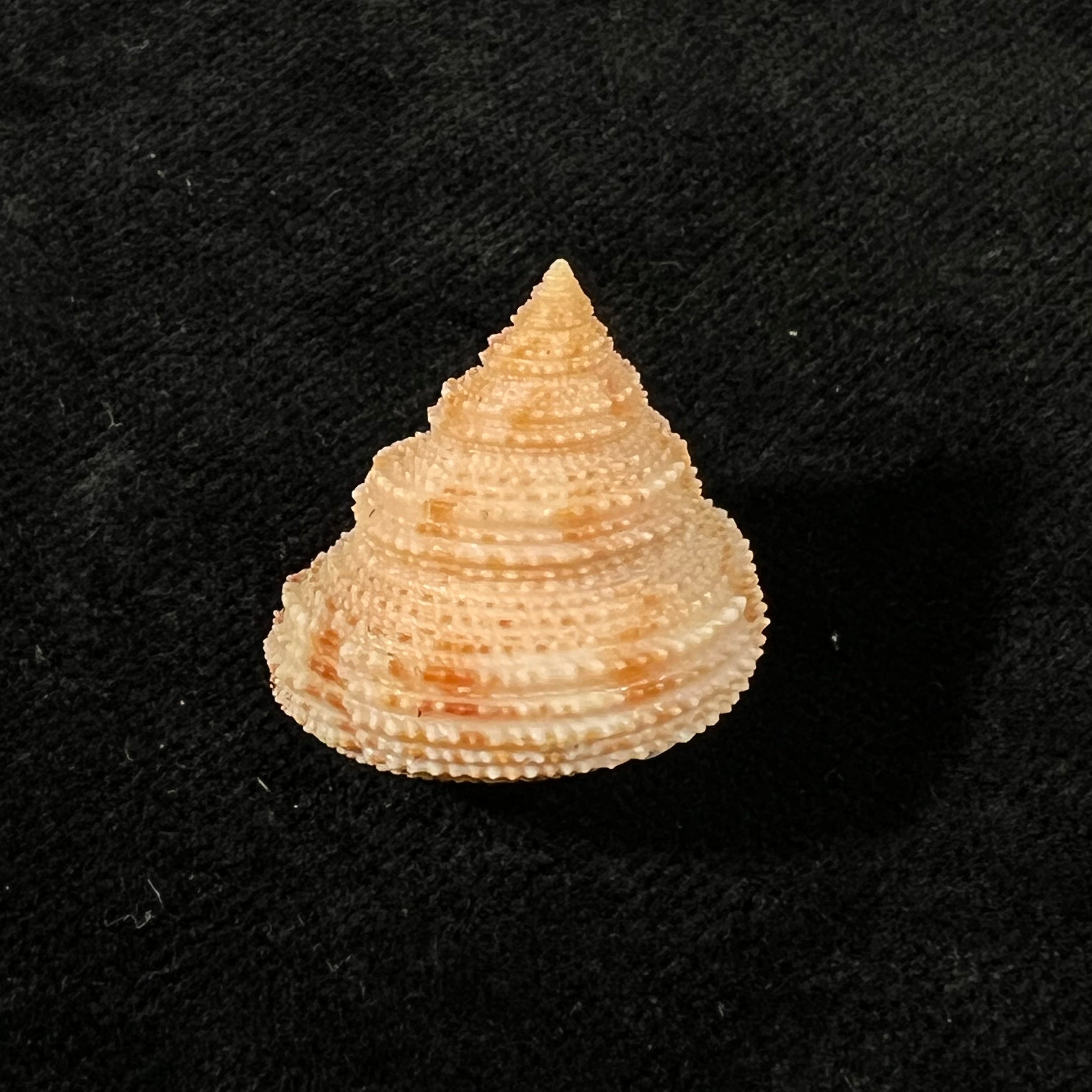 Neocalliostoma militare (Ihering, 1907) - 24mm