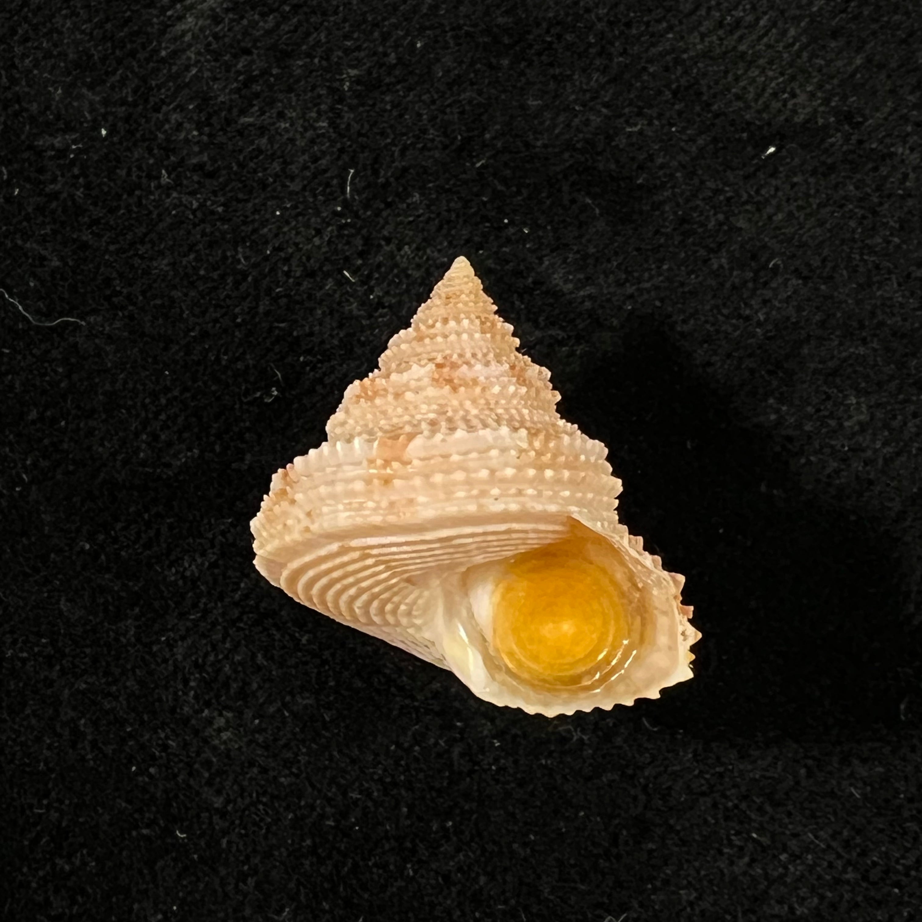 Neocalliostoma militare (Ihering, 1907) - 24mm