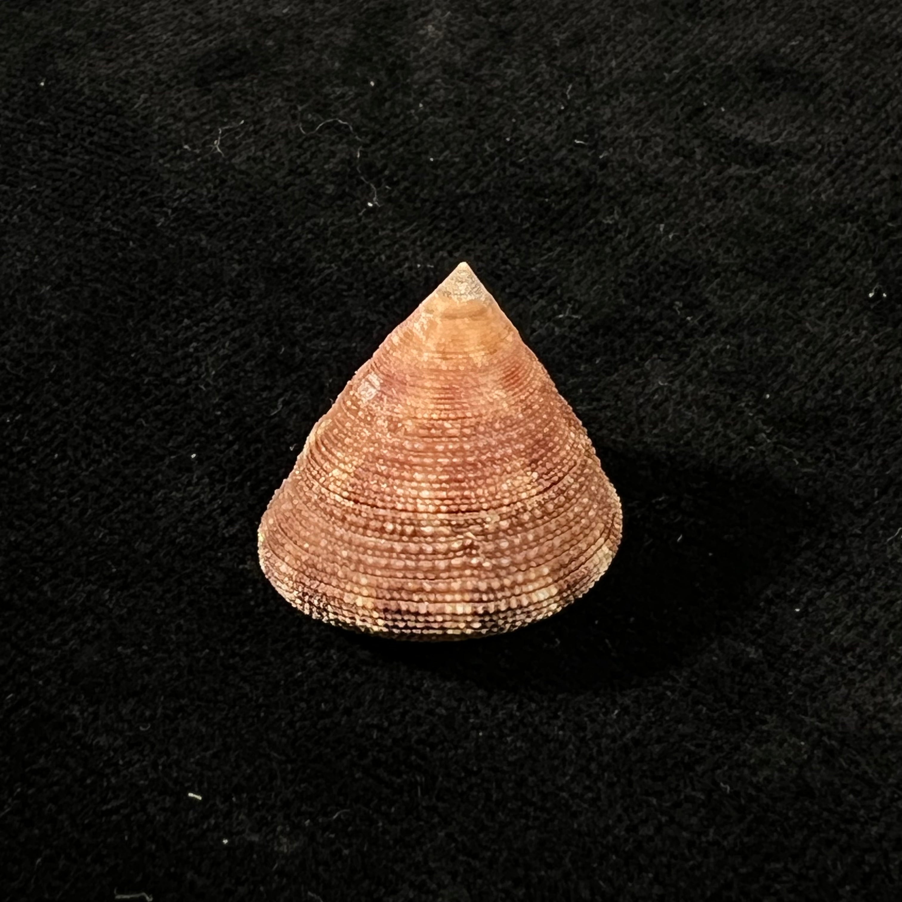Calliostoma tupinamba Dornellas, 2012 - 21,3毫米