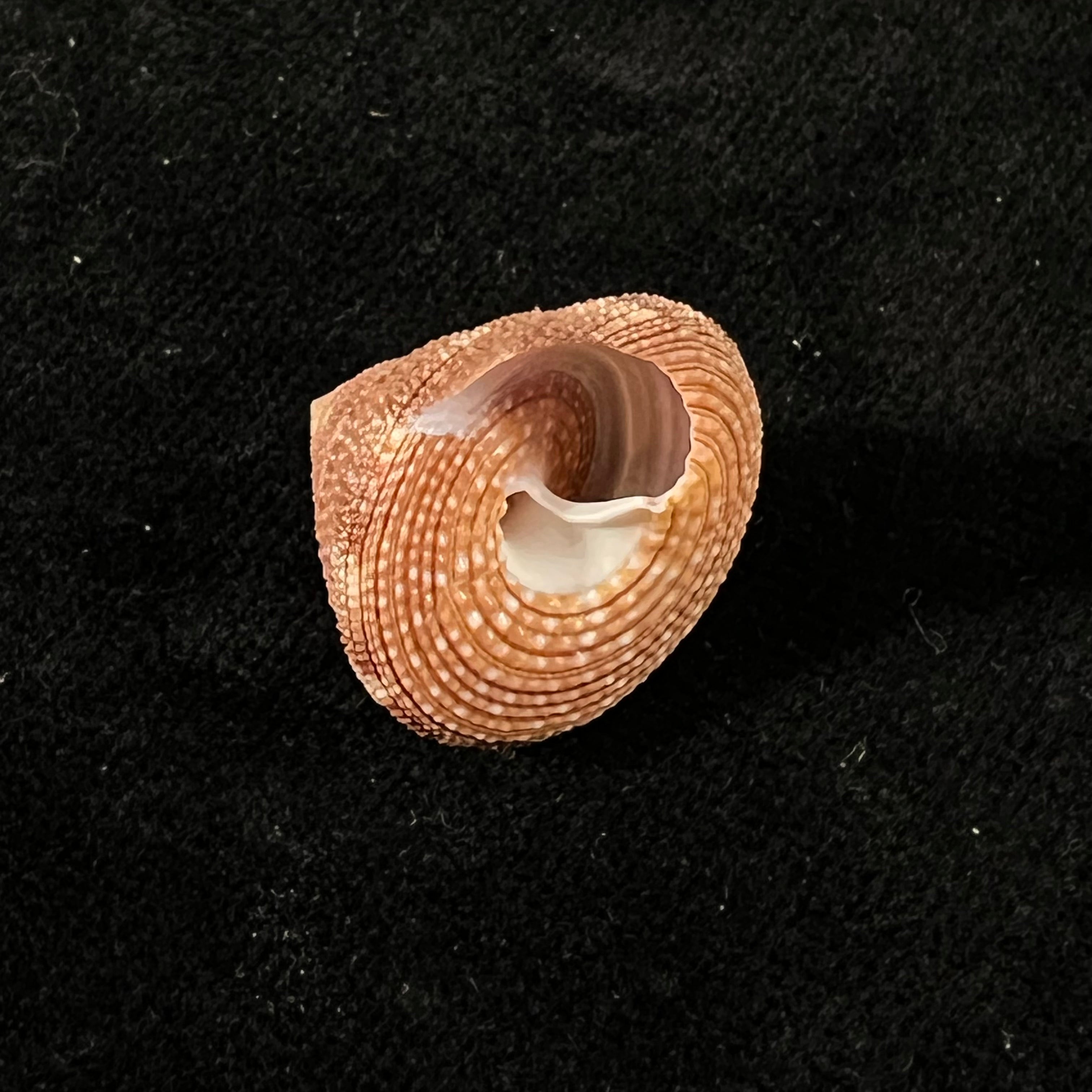 Calliostoma tupinamba Dornellas, 2012 - 21,3毫米