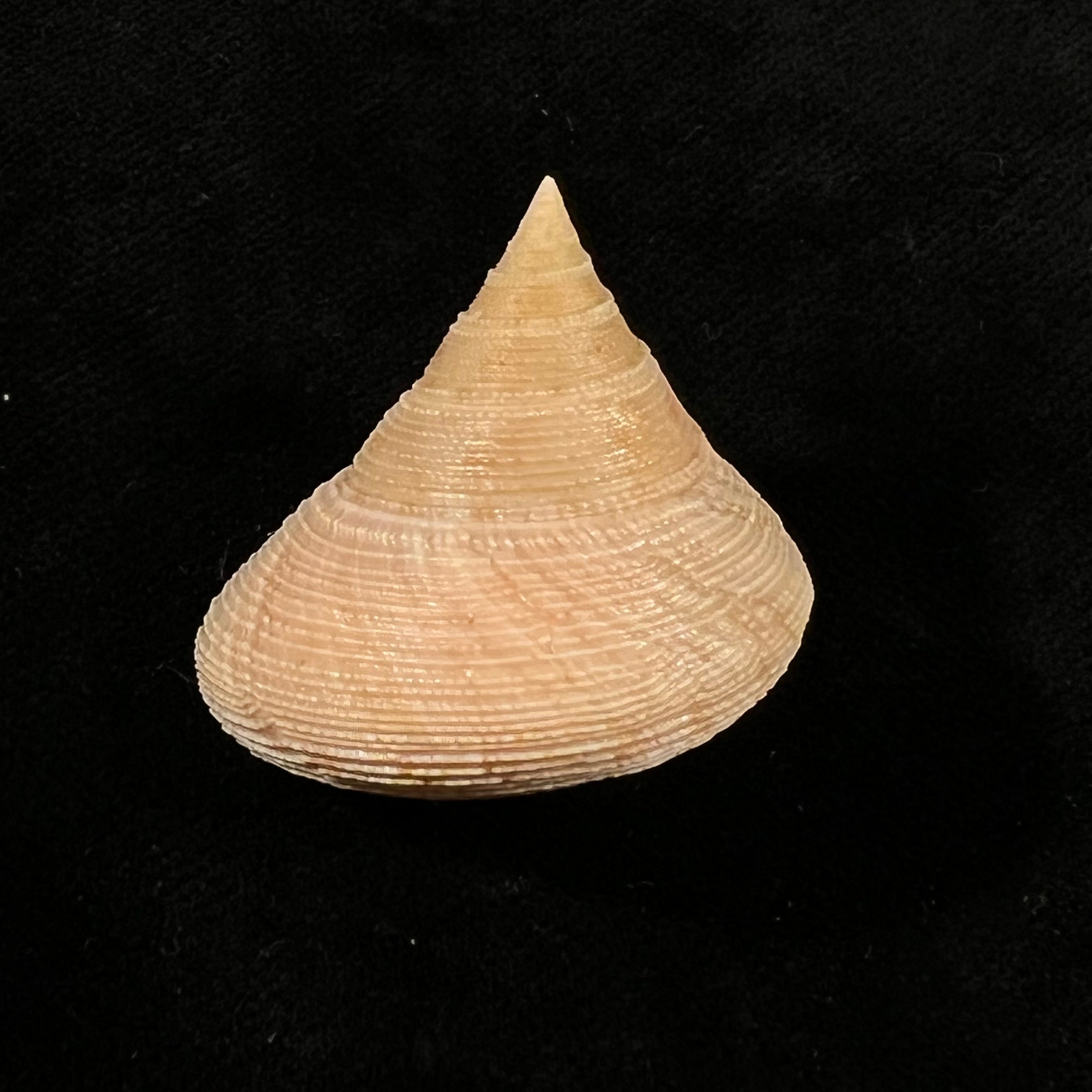 Calliostoma granulatum(生于1778年)- 32,9毫米