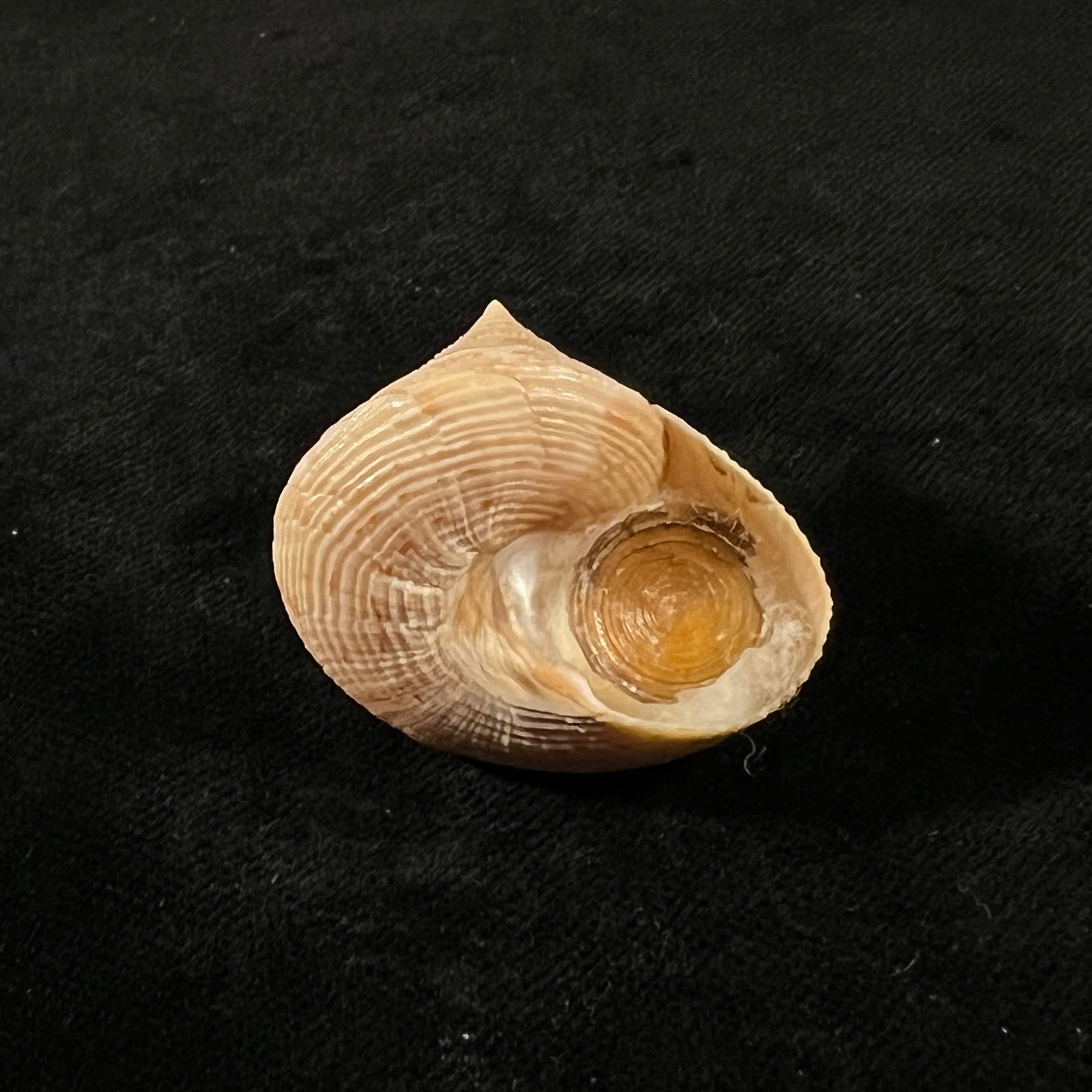 Calliostoma granulatum(生于1778年)- 32,9毫米