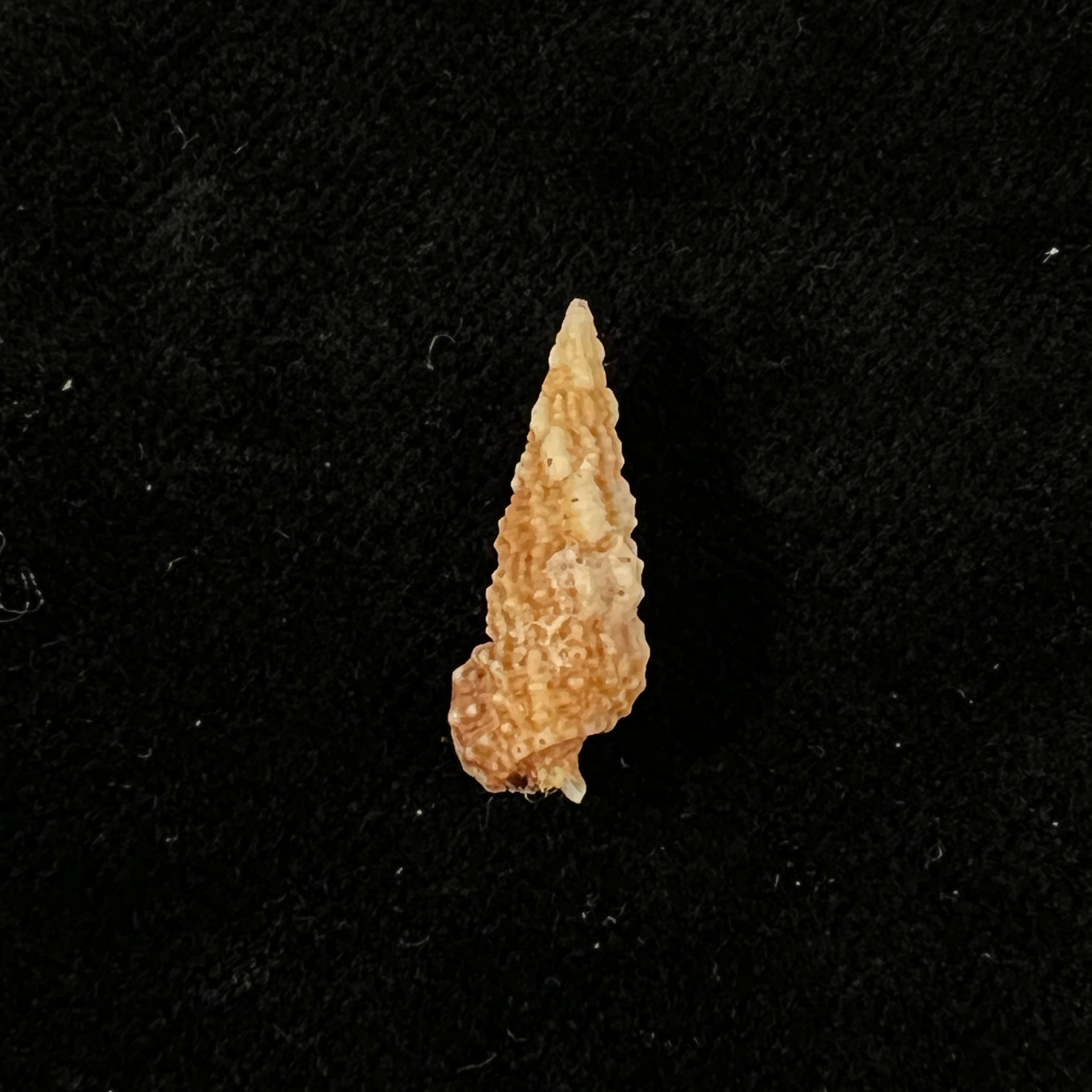 Cerithium muscarum Say, 1822 - 20,1mm