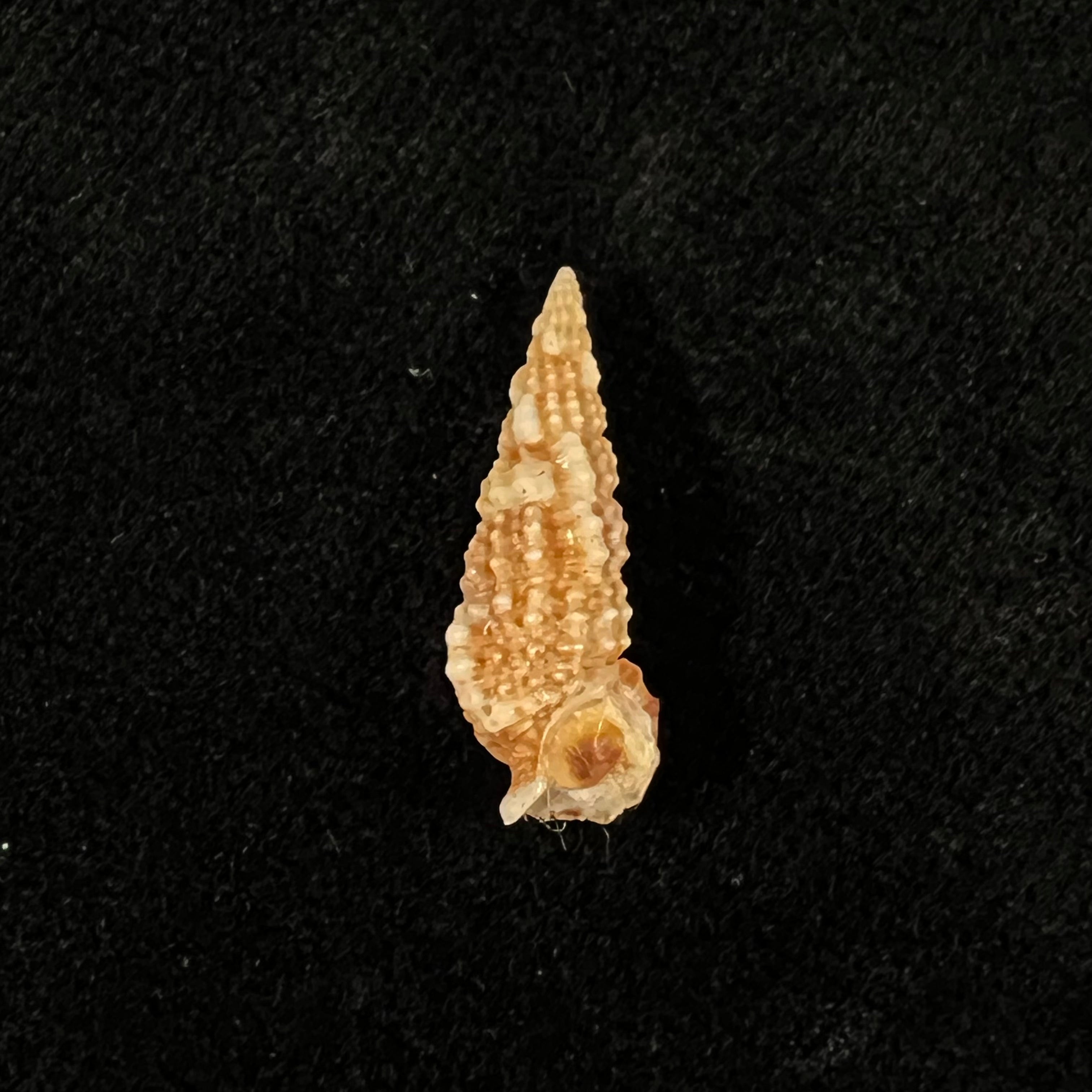 Cerithium muscarum Say, 1822 - 20,1mm