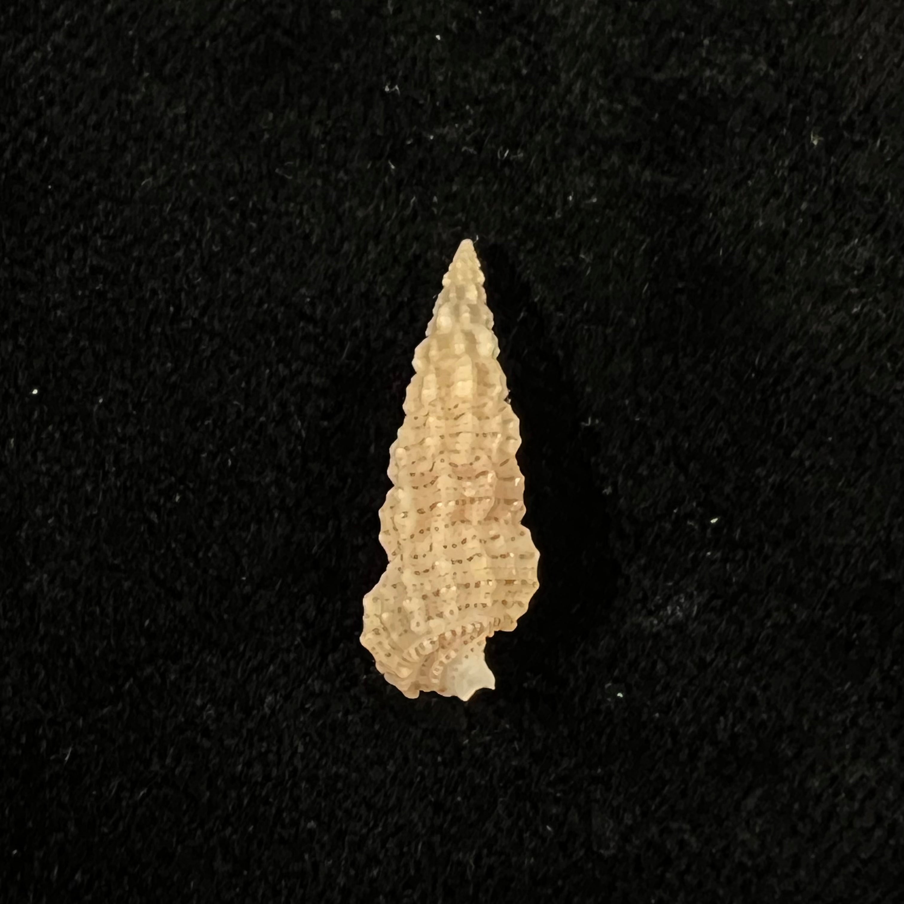 Cerithium muscarum Say, 1822 - 21,3mm