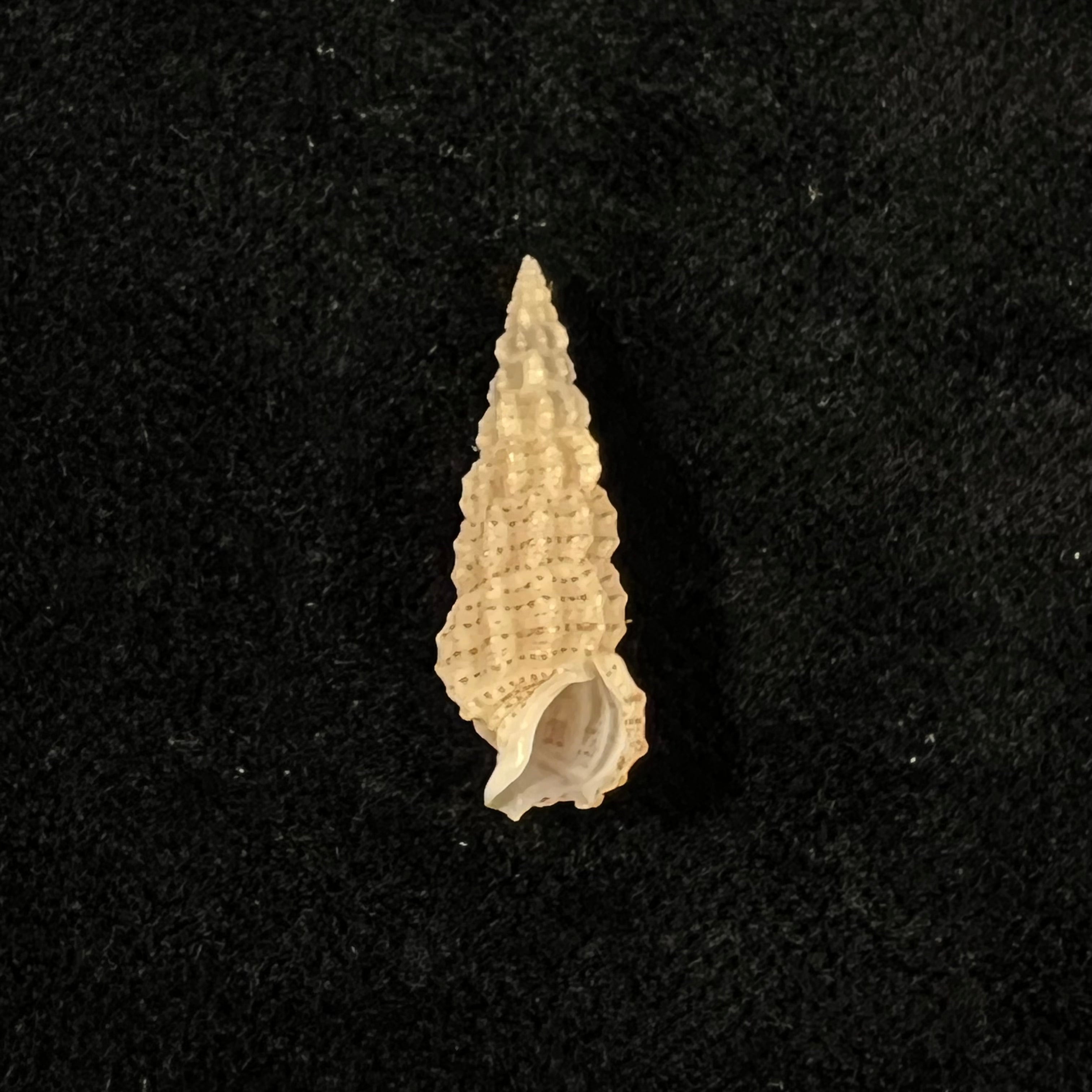 Cerithium muscarum Say, 1822 - 21,3mm