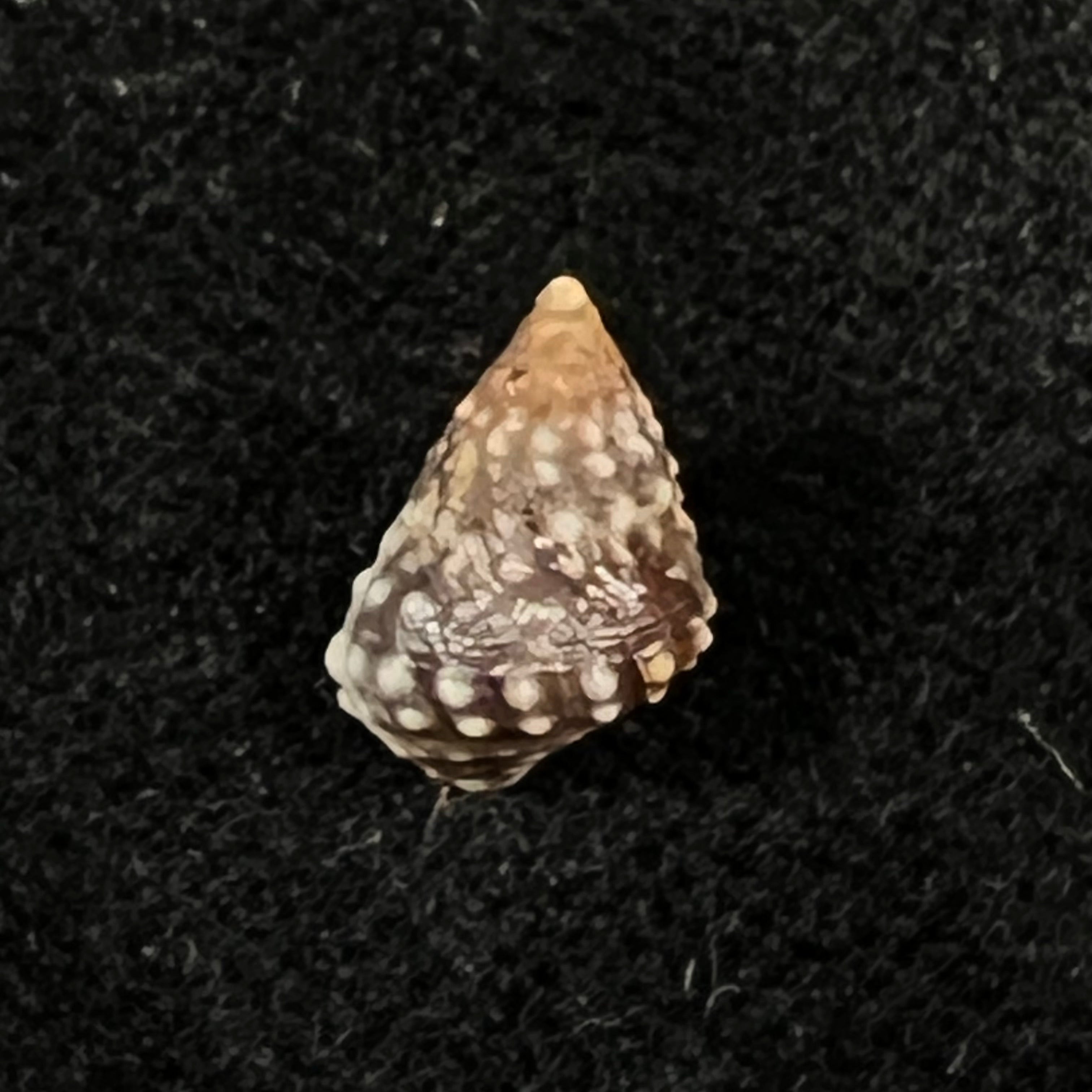 Echinolittorina vermeiji (Bandel & Kadolsky, 1982) - 9,6mm