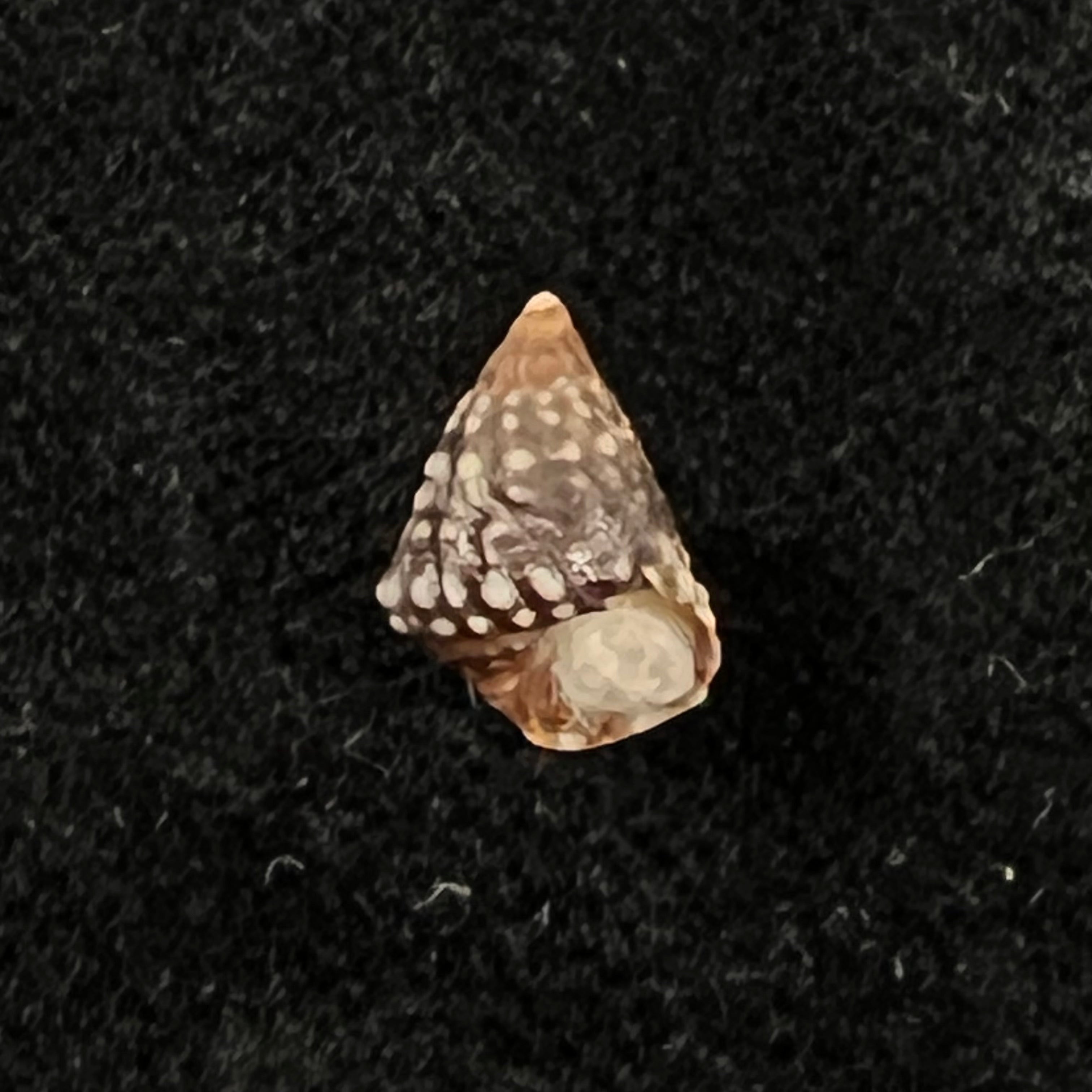 Echinolittorina vermeiji (Bandel & Kadolsky, 1982) - 9,6mm