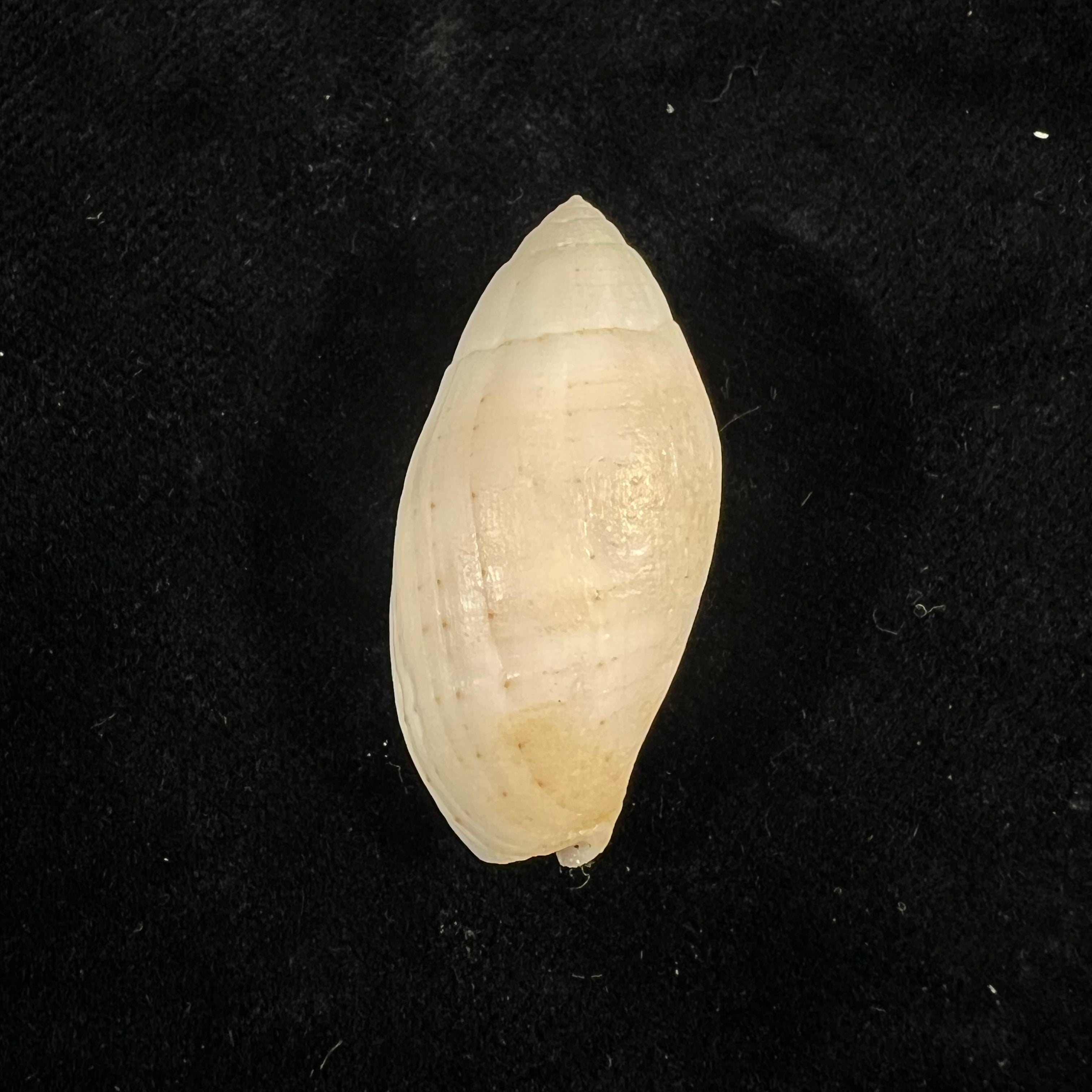 Pterygia nucea (Gmelin, 1791) - 36,6mm