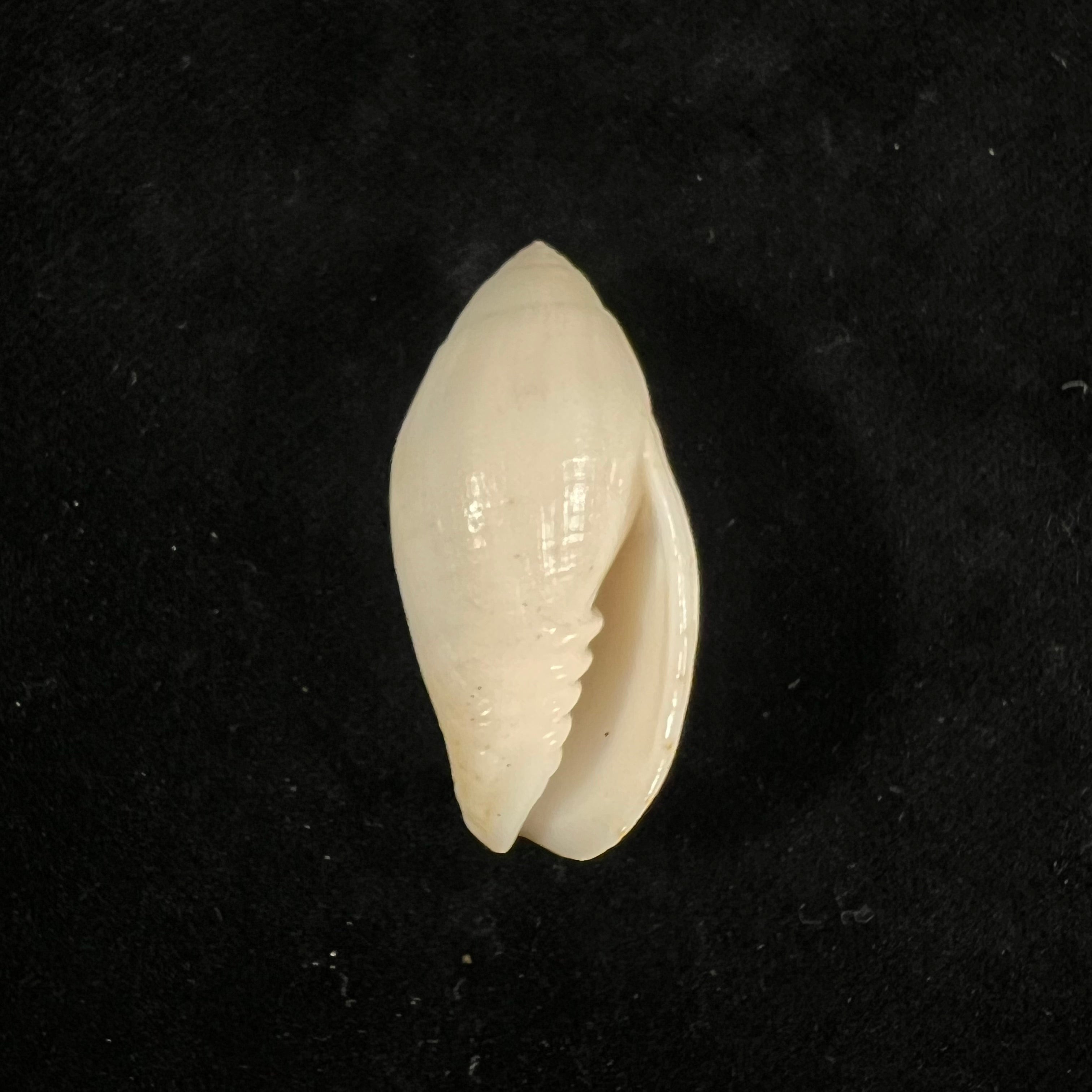 Pterygia nucea (Gmelin, 1791) - 36,6mm