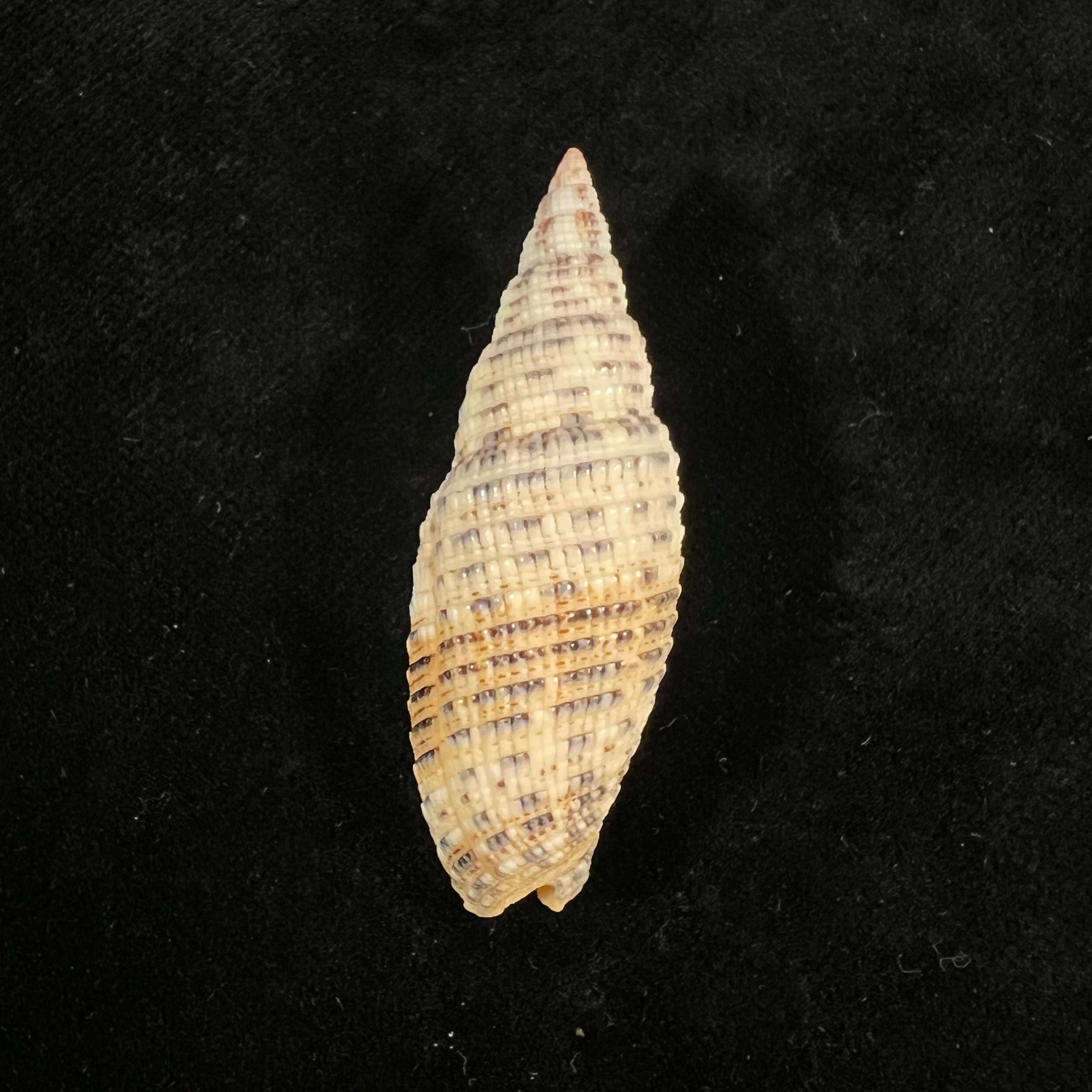 Neocancilla papilio (Link, 1807) - 50,7mm
