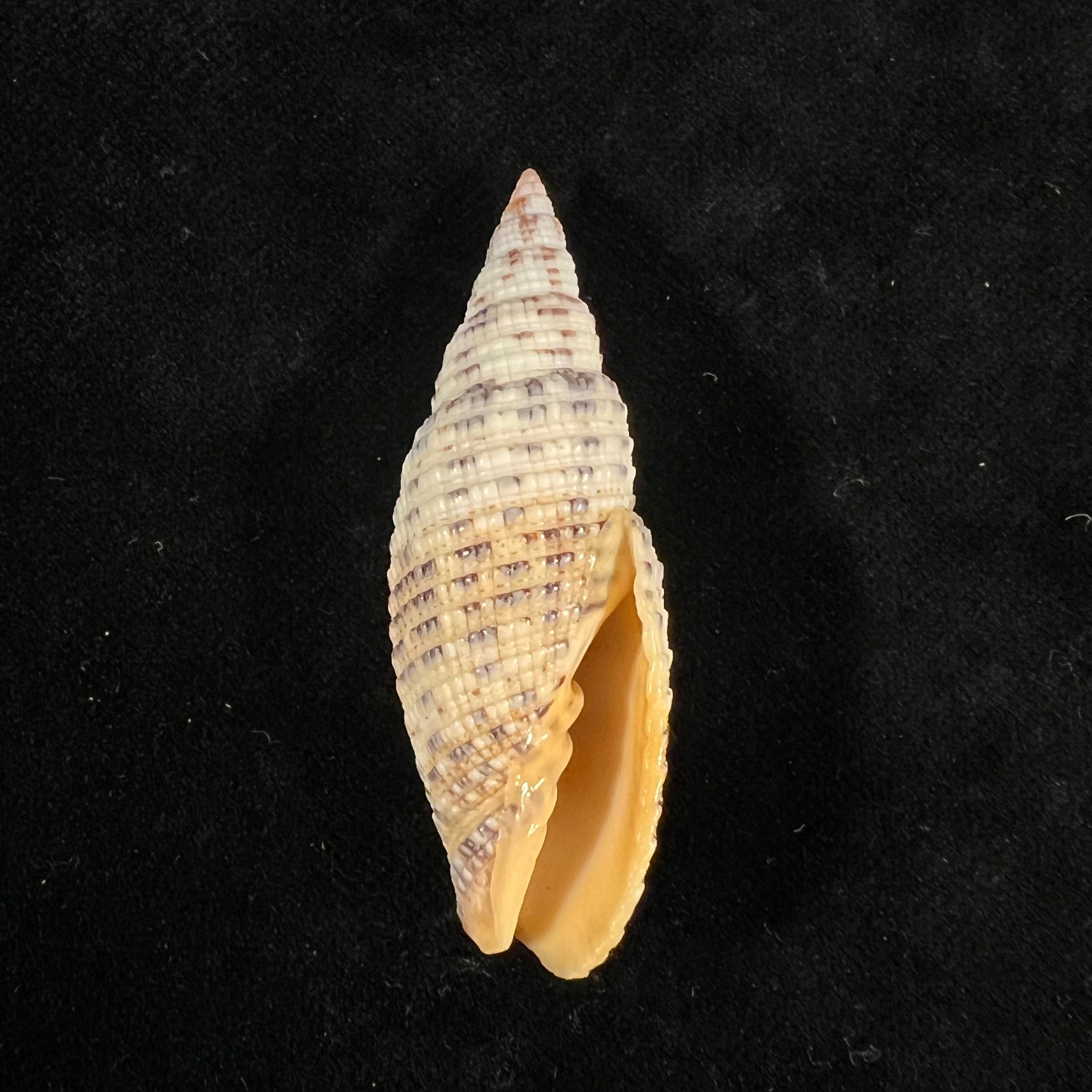 Neocancilla papilio (Link, 1807) - 50,7mm