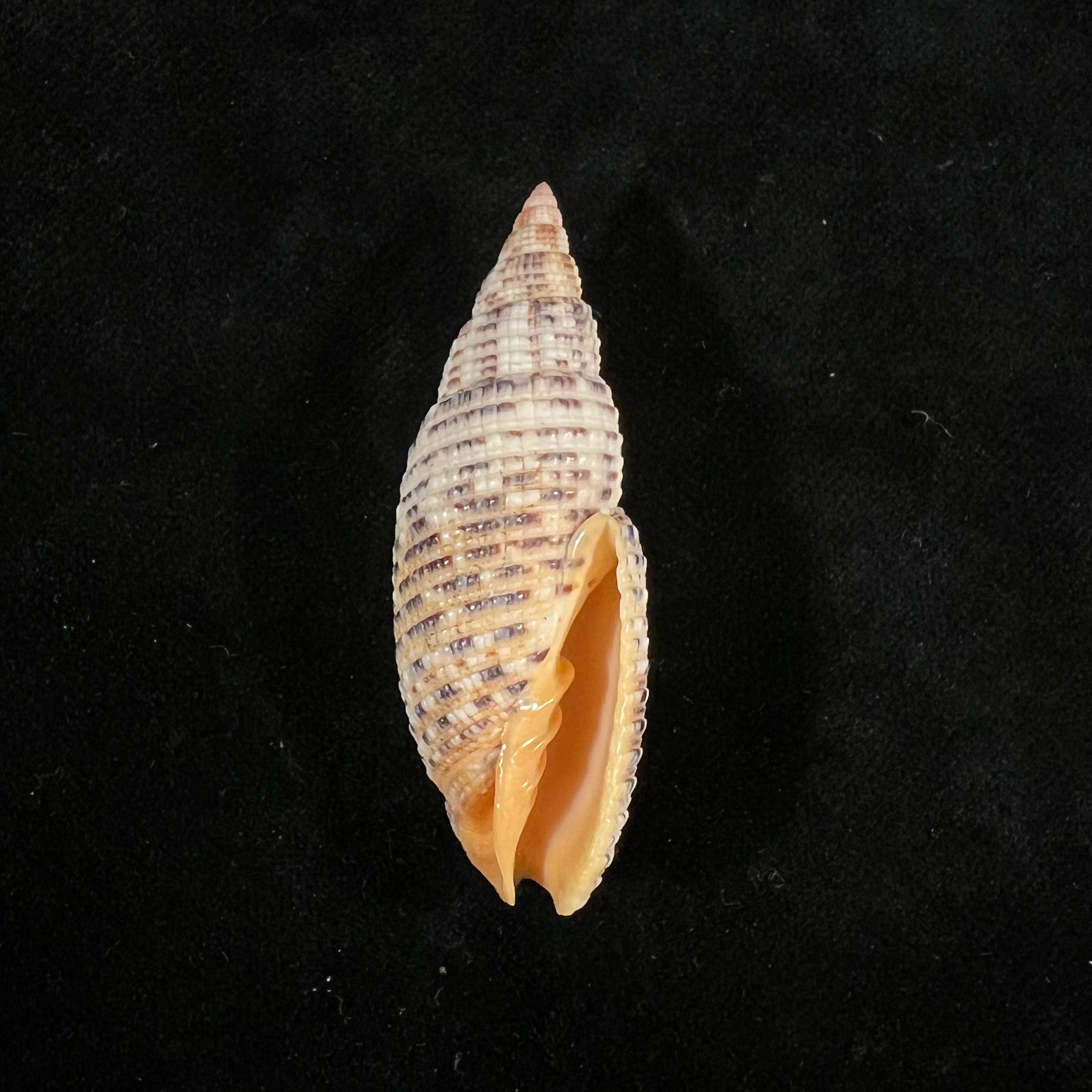 Neocancilla papilio (Link, 1807) - 51,1mm