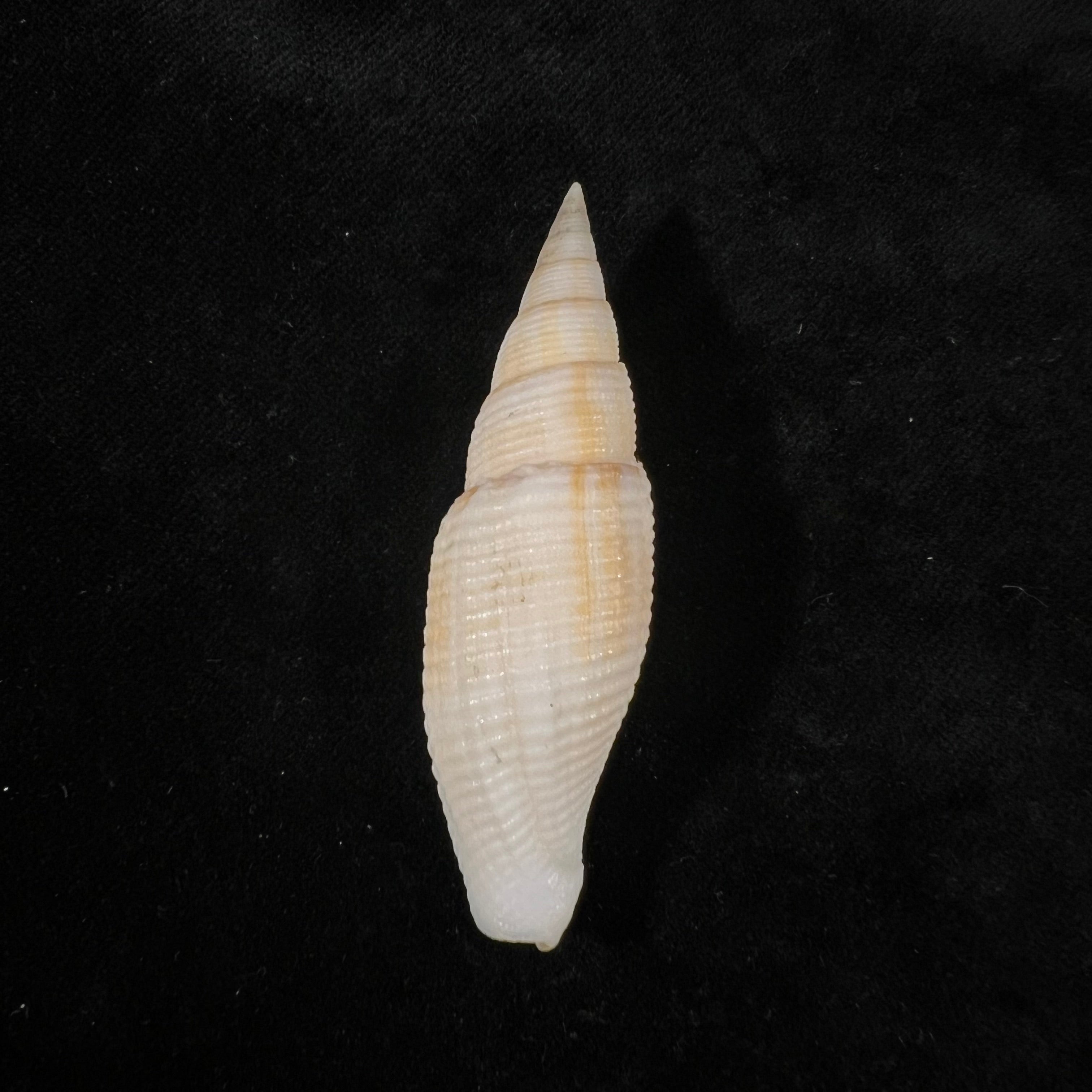 Cancilla isabella(Swainson,1831年)- 61.9毫米