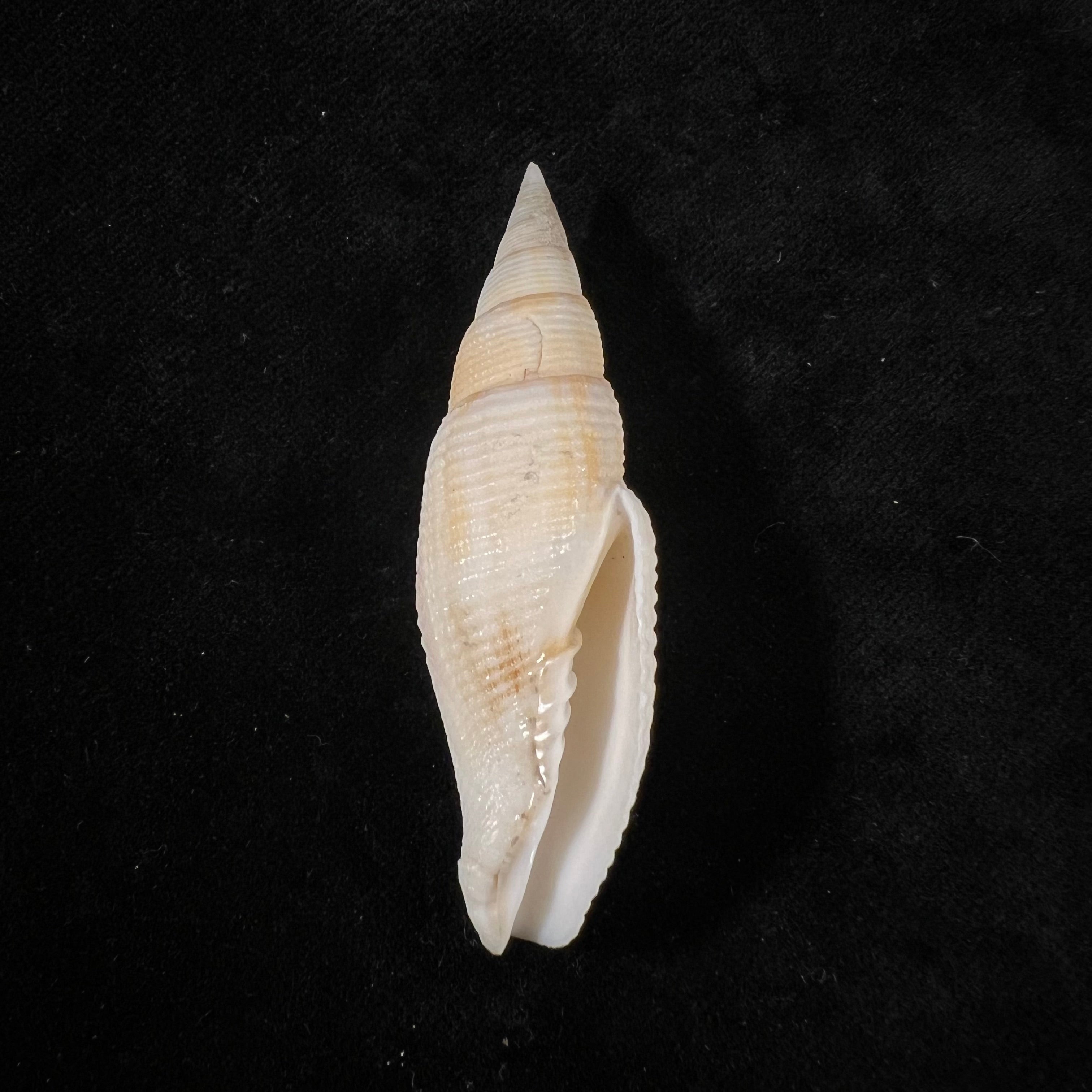 Cancilla isabella(Swainson,1831年)- 61.9毫米