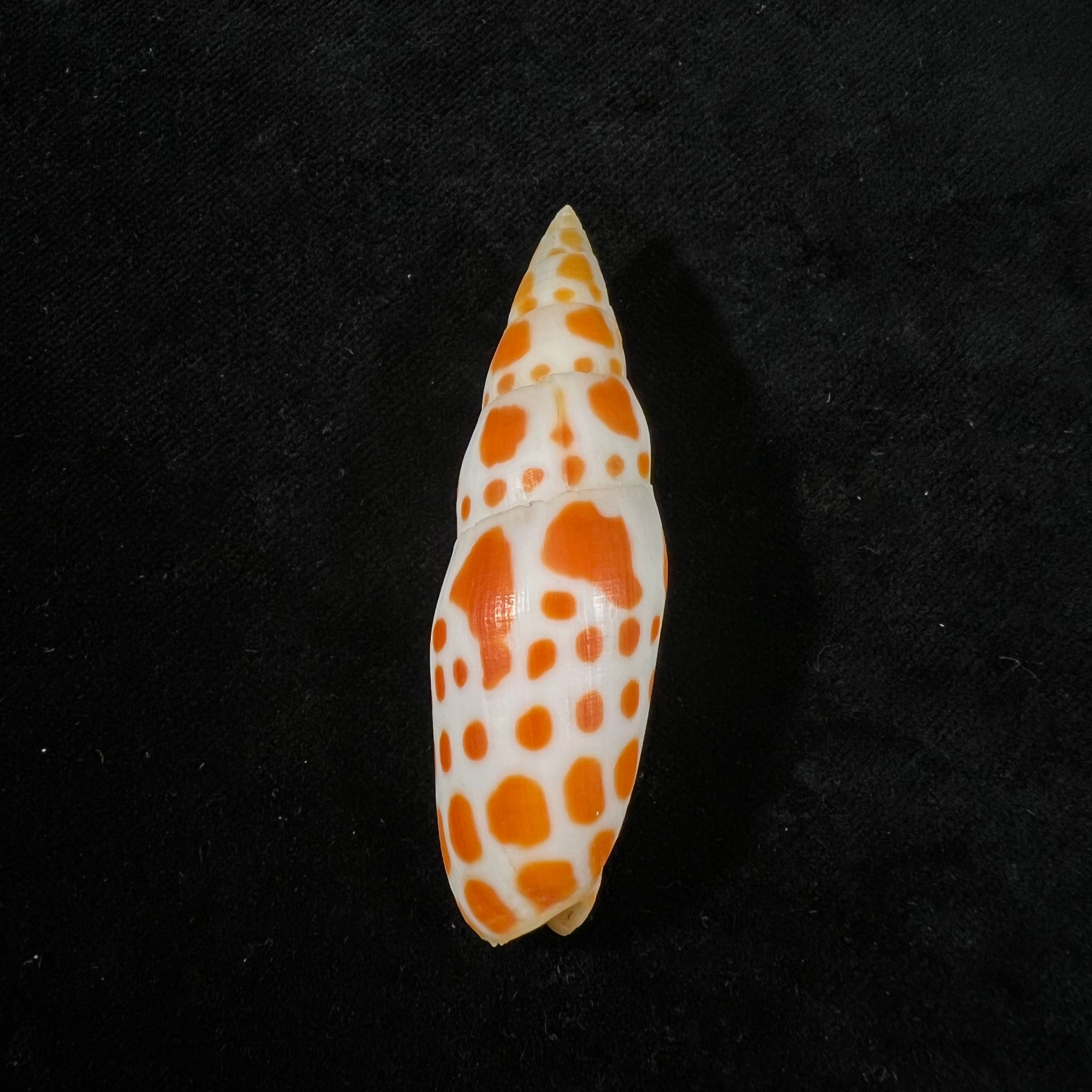 Mitra mitra (Linnaeus, 1758) - 65mm