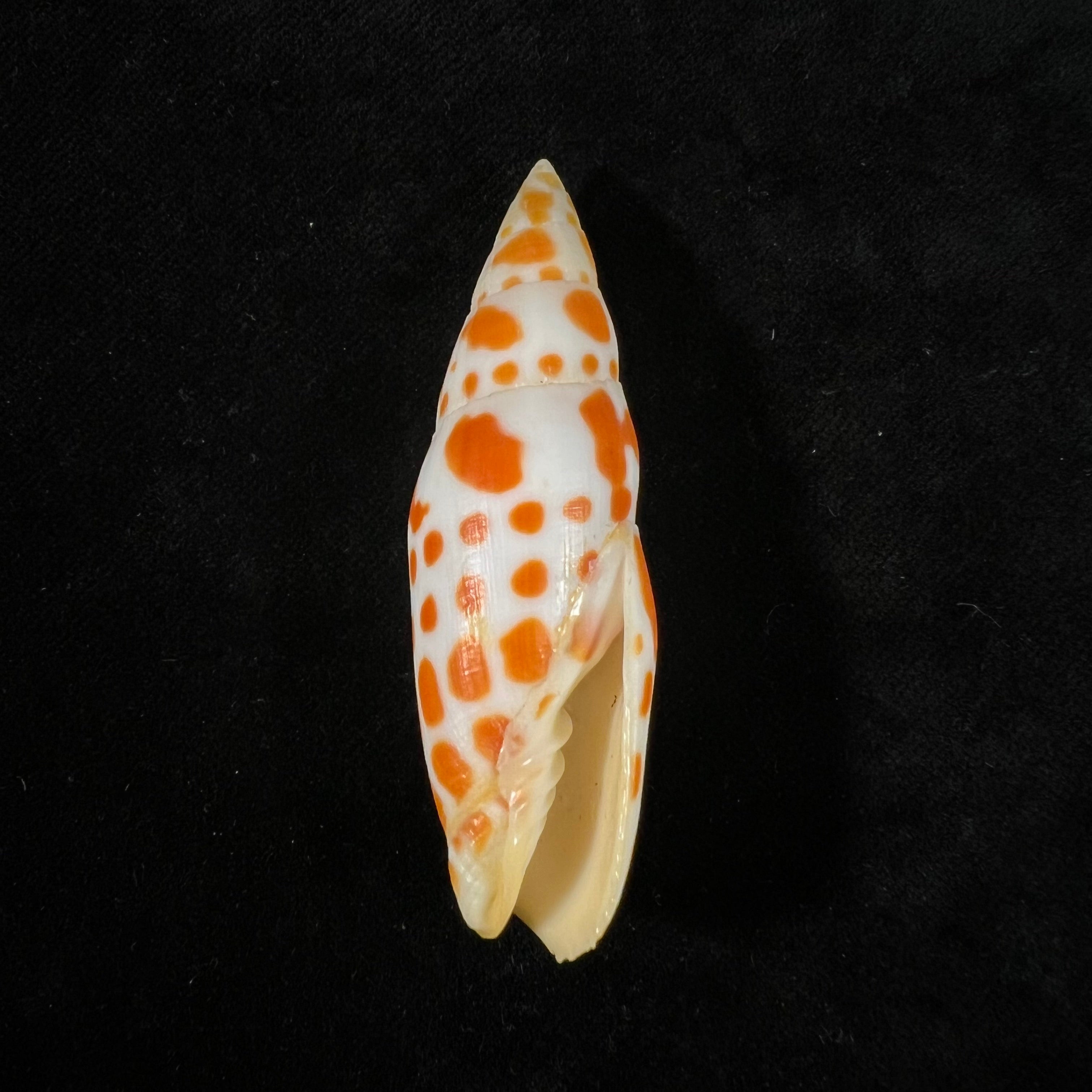 Mitra mitra (Linnaeus, 1758) - 65mm