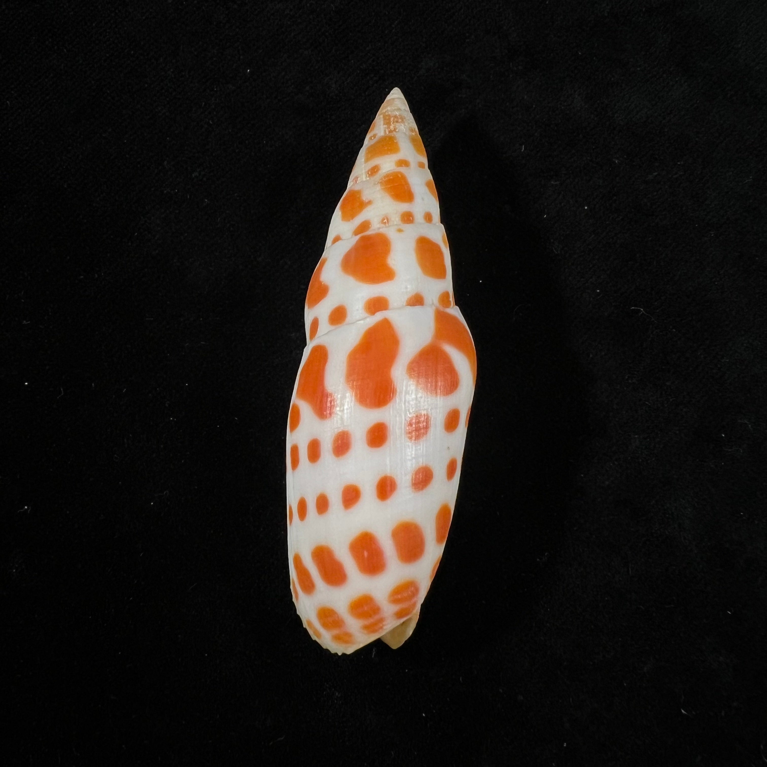 Mitra mitra (Linnaeus, 1758) - 74,1mm