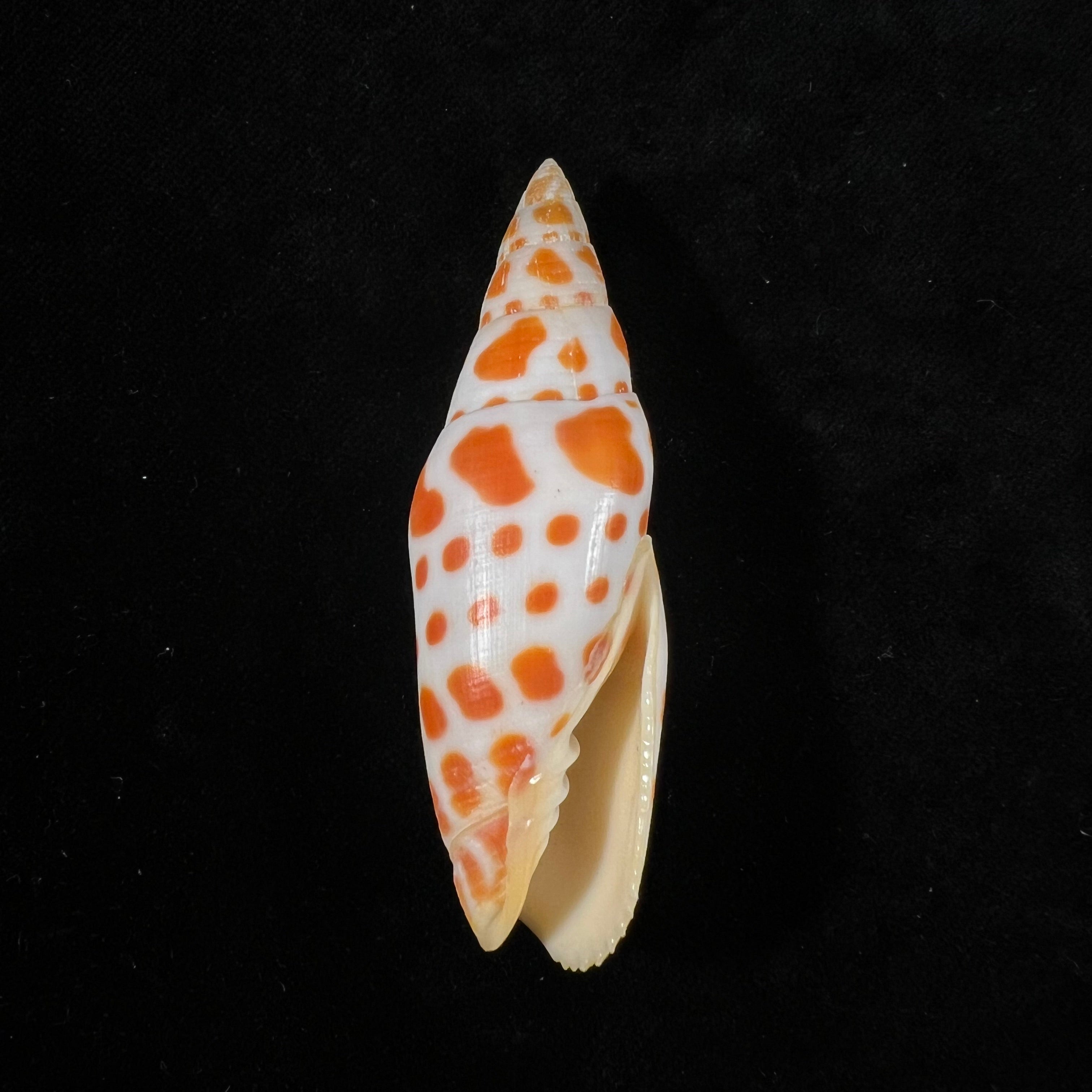 Mitra mitra (Linnaeus, 1758) - 74,1mm