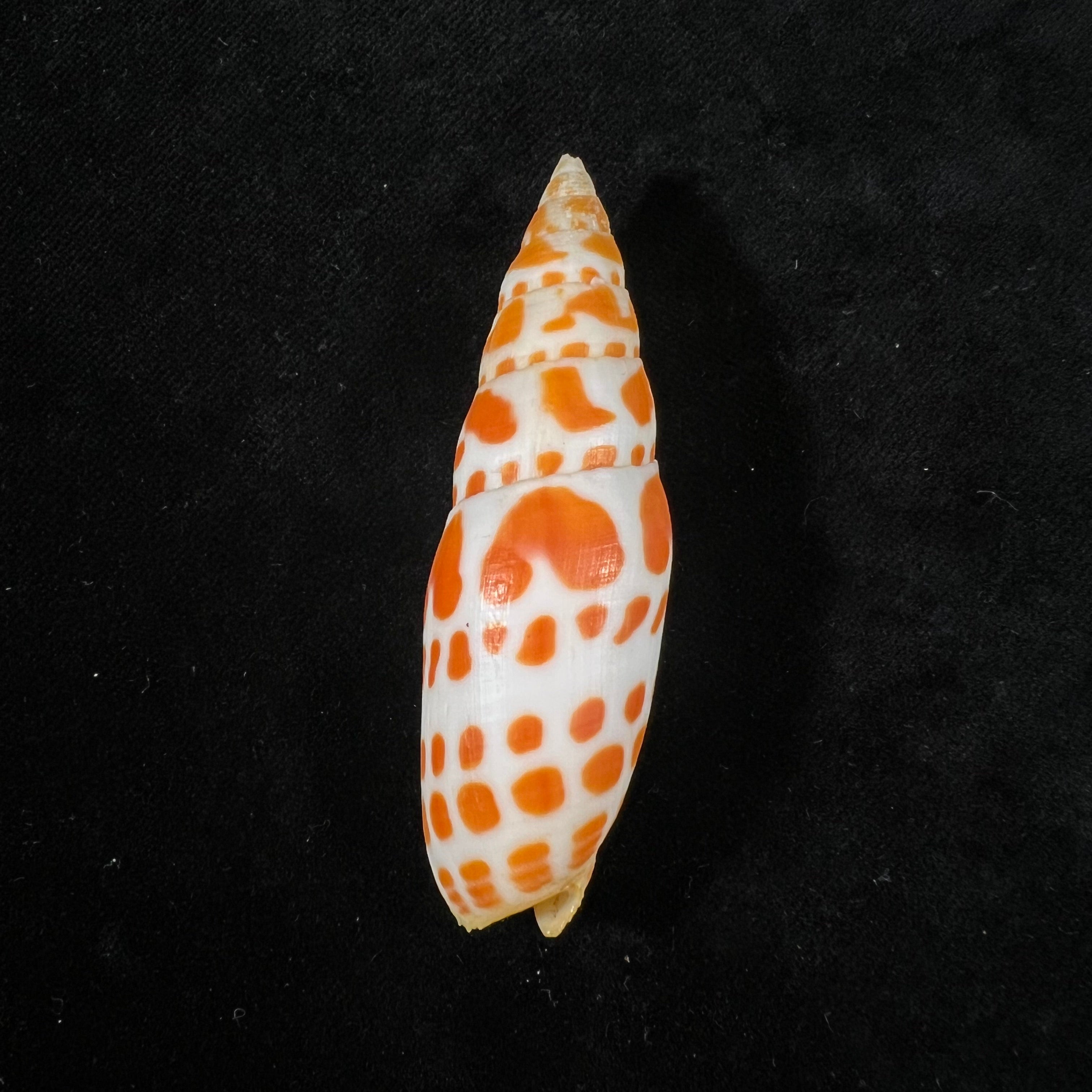 Mitra mitra (Linnaeus, 1758) - 70,9mm