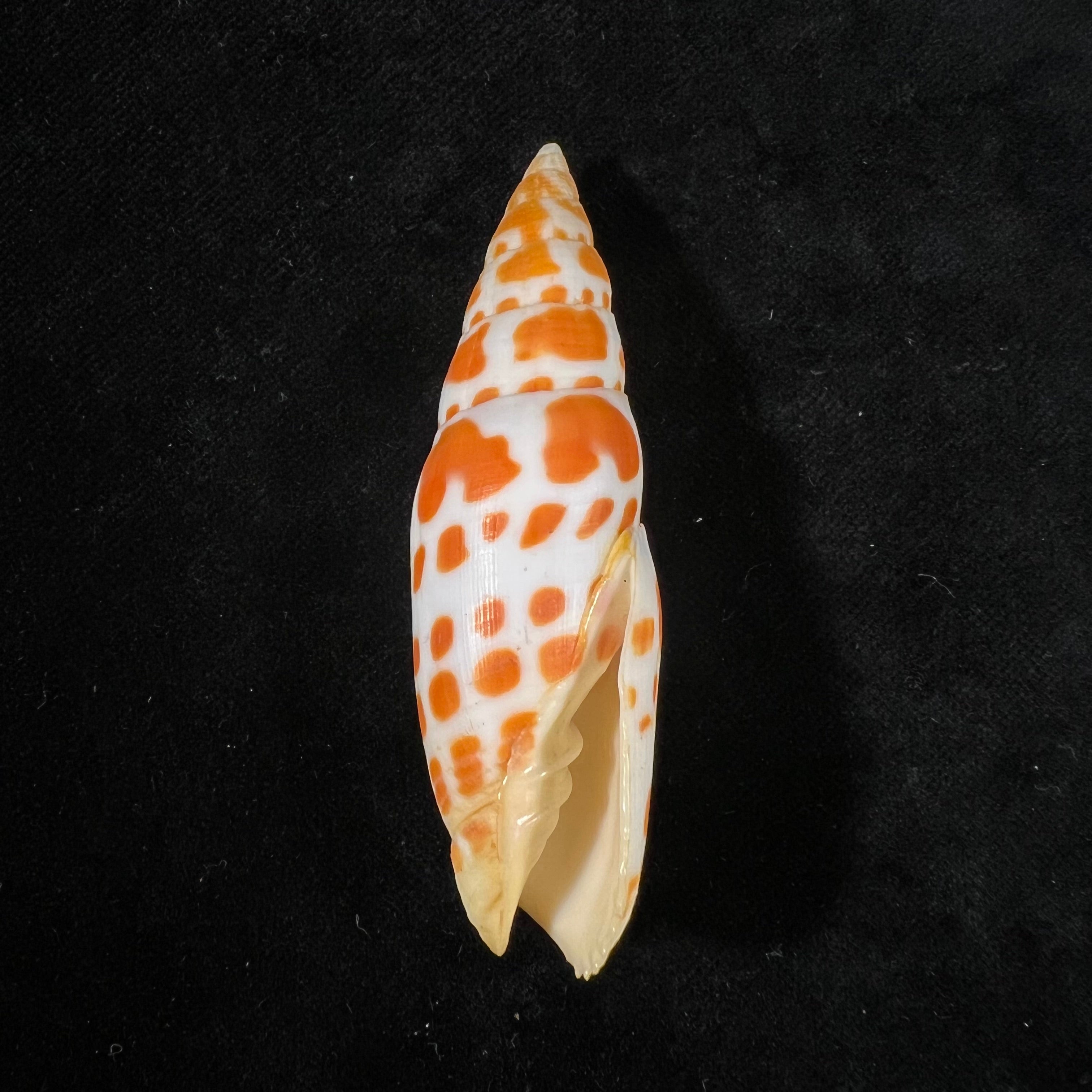 Mitra mitra (Linnaeus, 1758) - 70,9mm