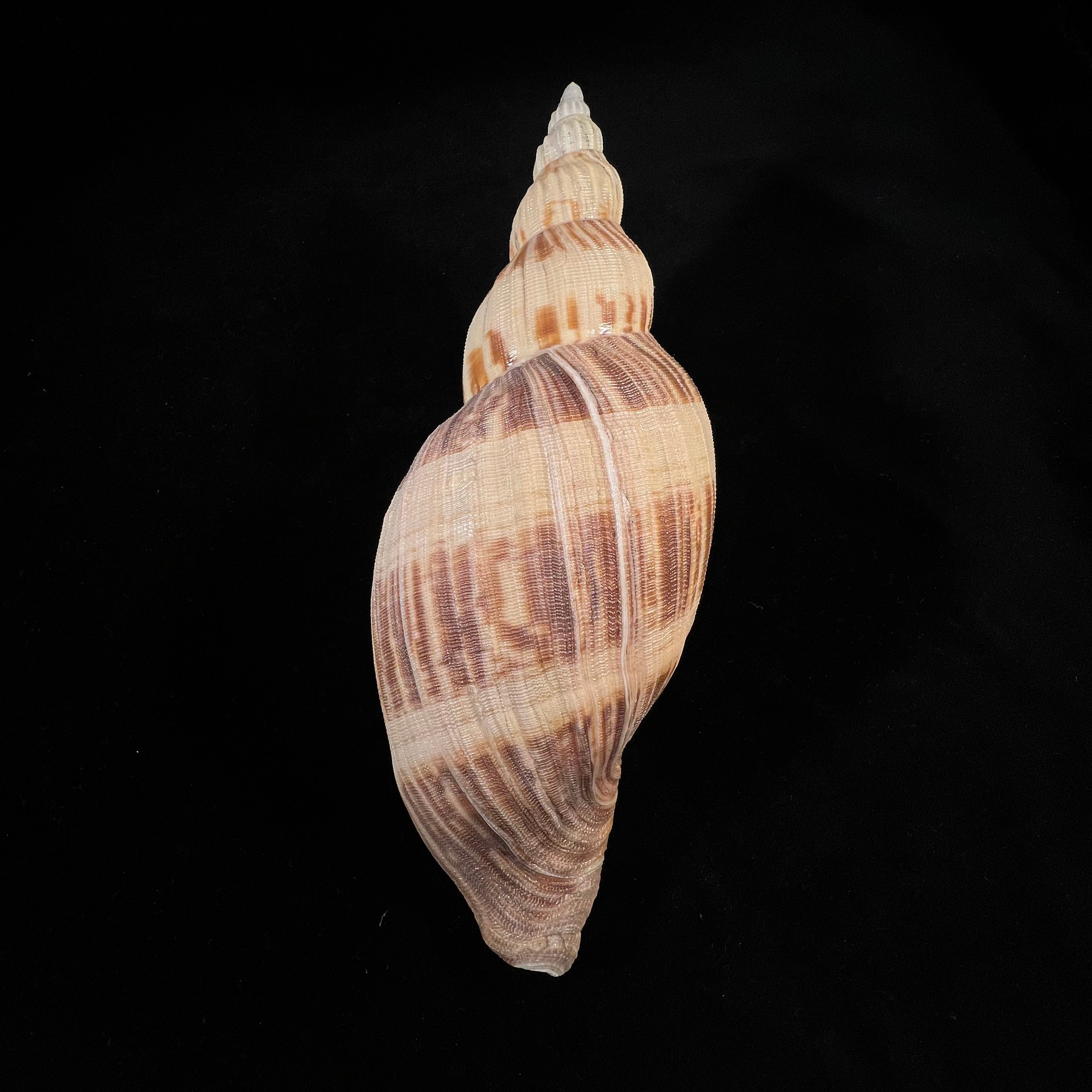 Odontocymbiola simulatrix Leal & Bouchet, 1989 - 181,4毫米