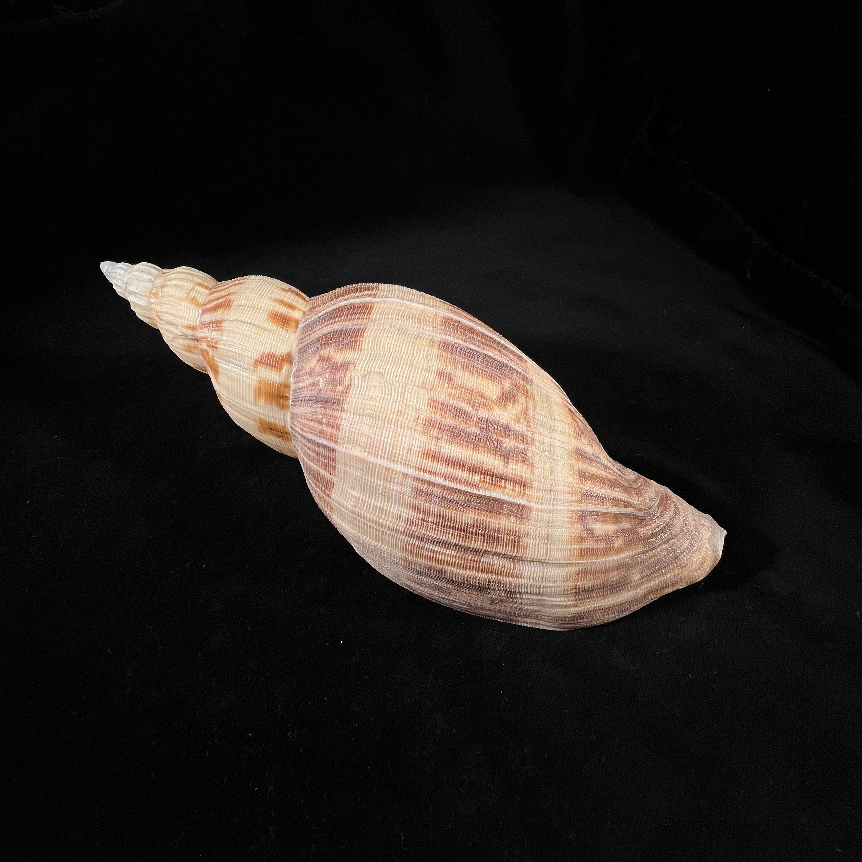 Odontocymbiola simulatrix Leal & Bouchet, 1989 - 181,4毫米
