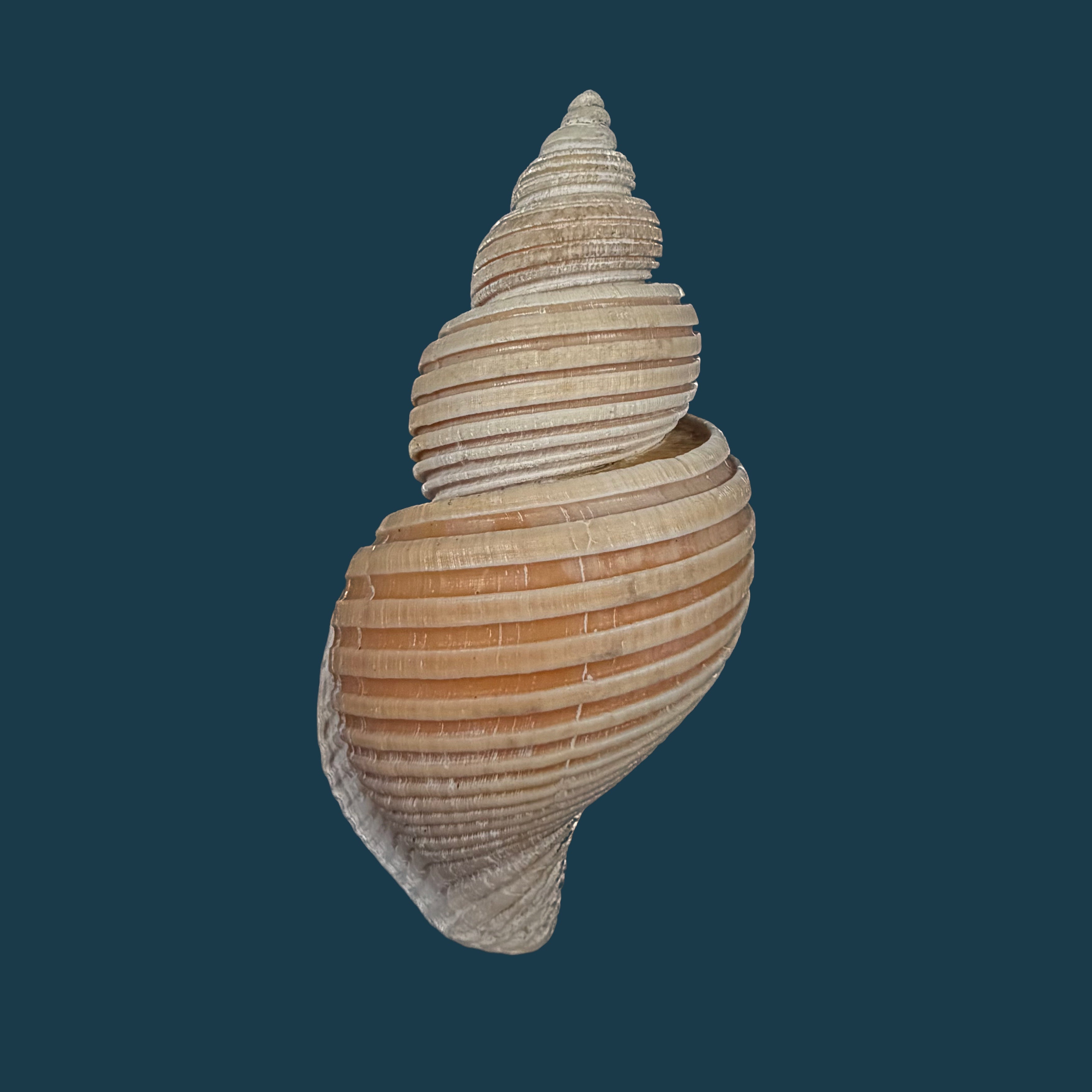 Ancistrolepis vietnamensis Sirenko & Goryachev, 1990 - 85,5mm