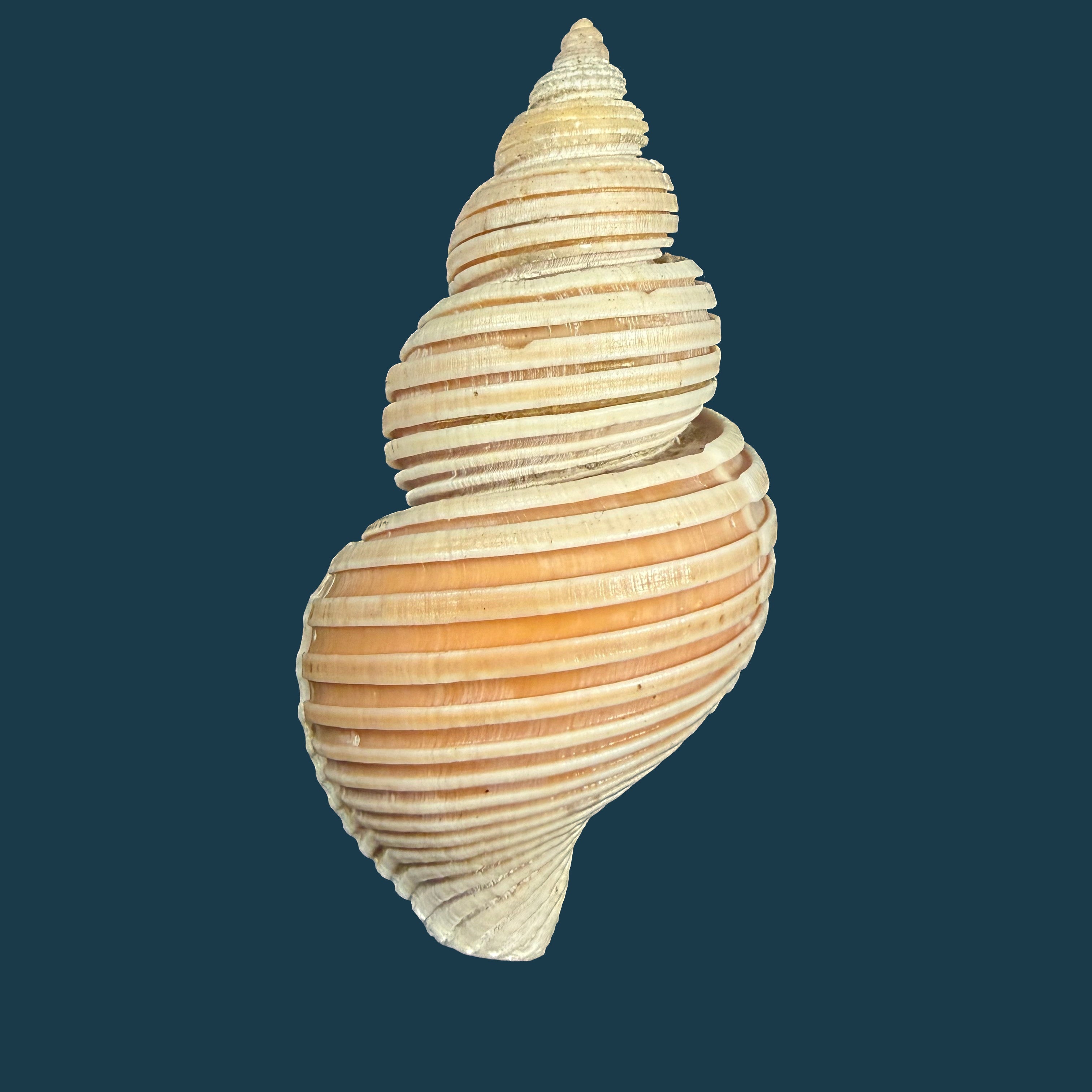 Ancistrolepis vietnamensis Sirenko & Goryachev, 1990 - 91,7mm