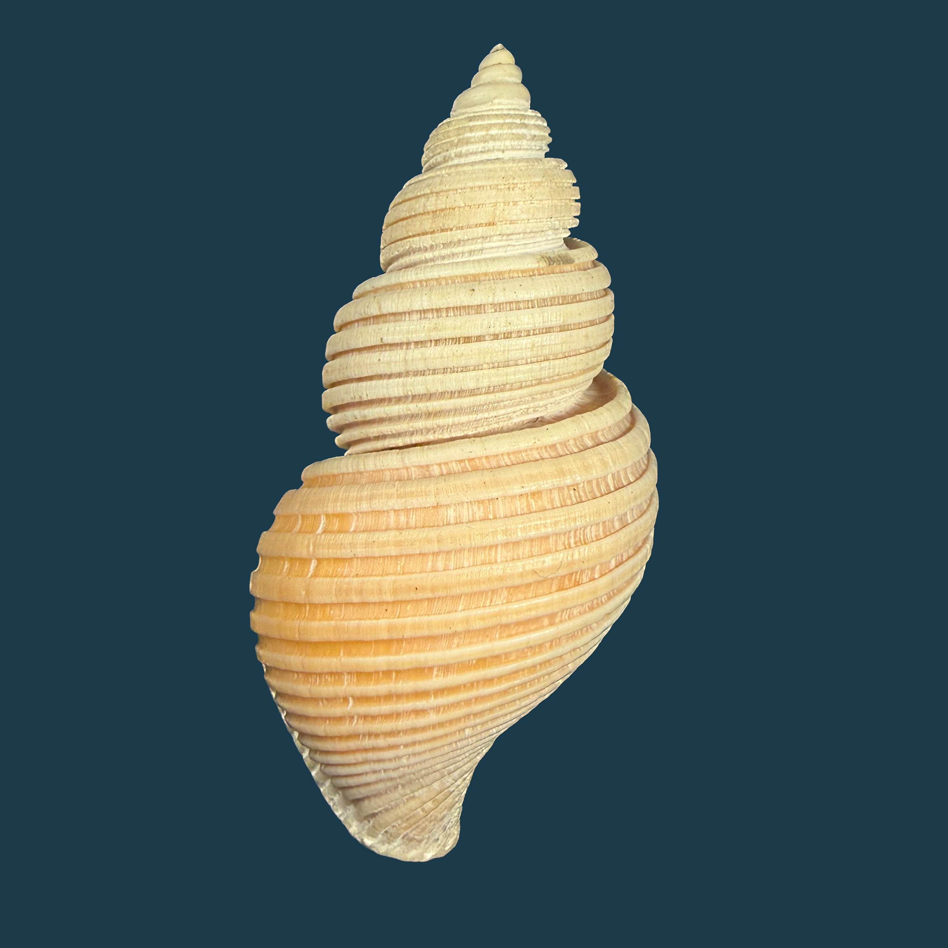 Ancistrolepis vietnamensis Sirenko & Goryachev, 1990 - 80,6mm