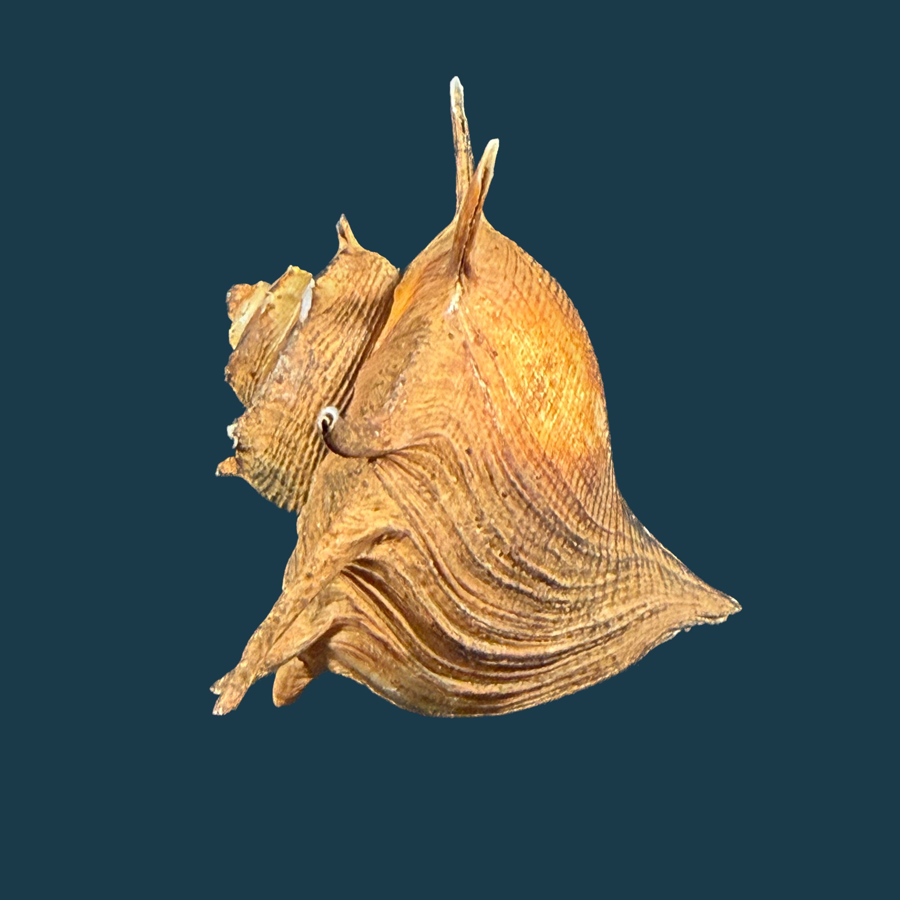 Tiphobia horei E. A. Smith, 1880 - 39,8mm