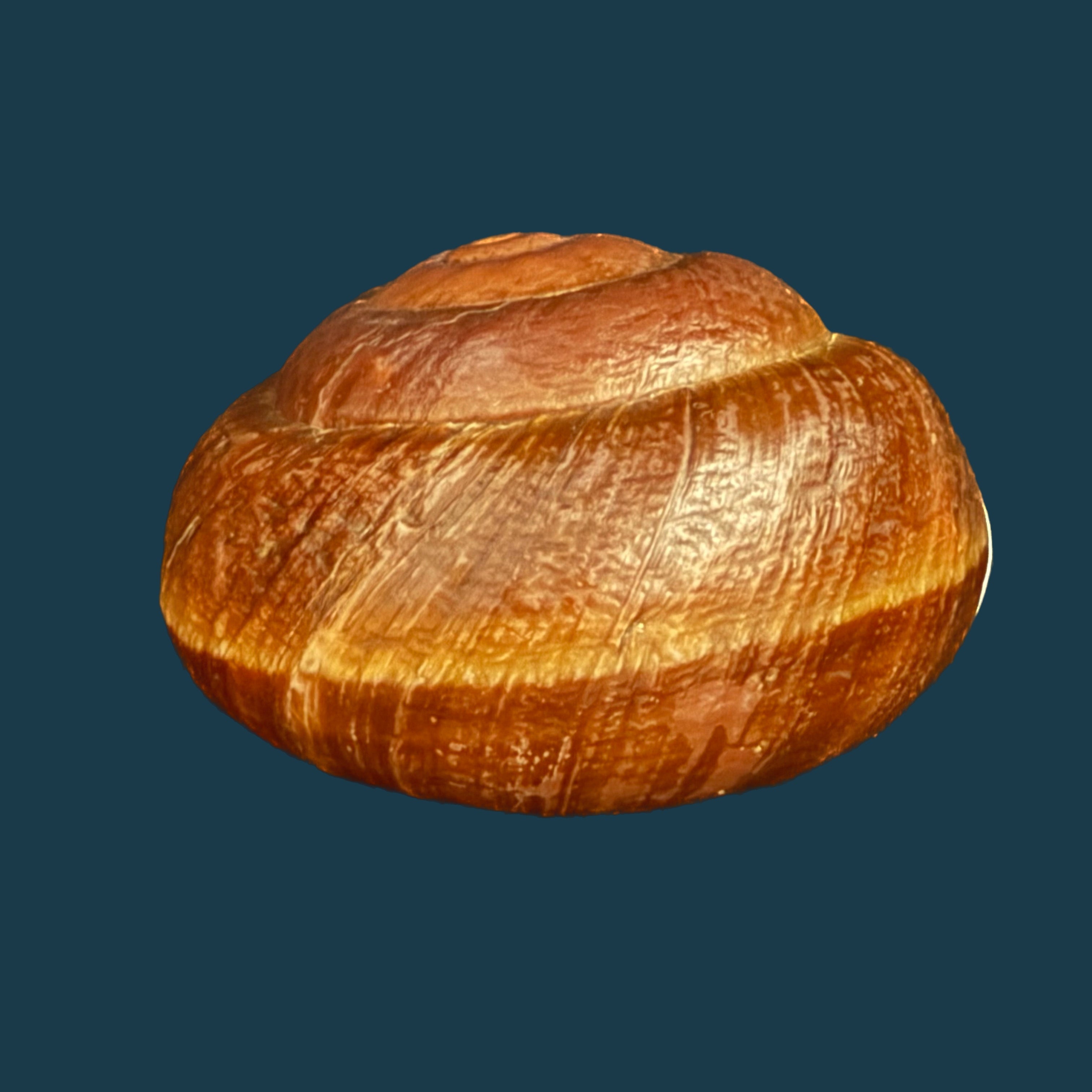 Camaena obtecta (H. Fischer, 1898) - 57mm