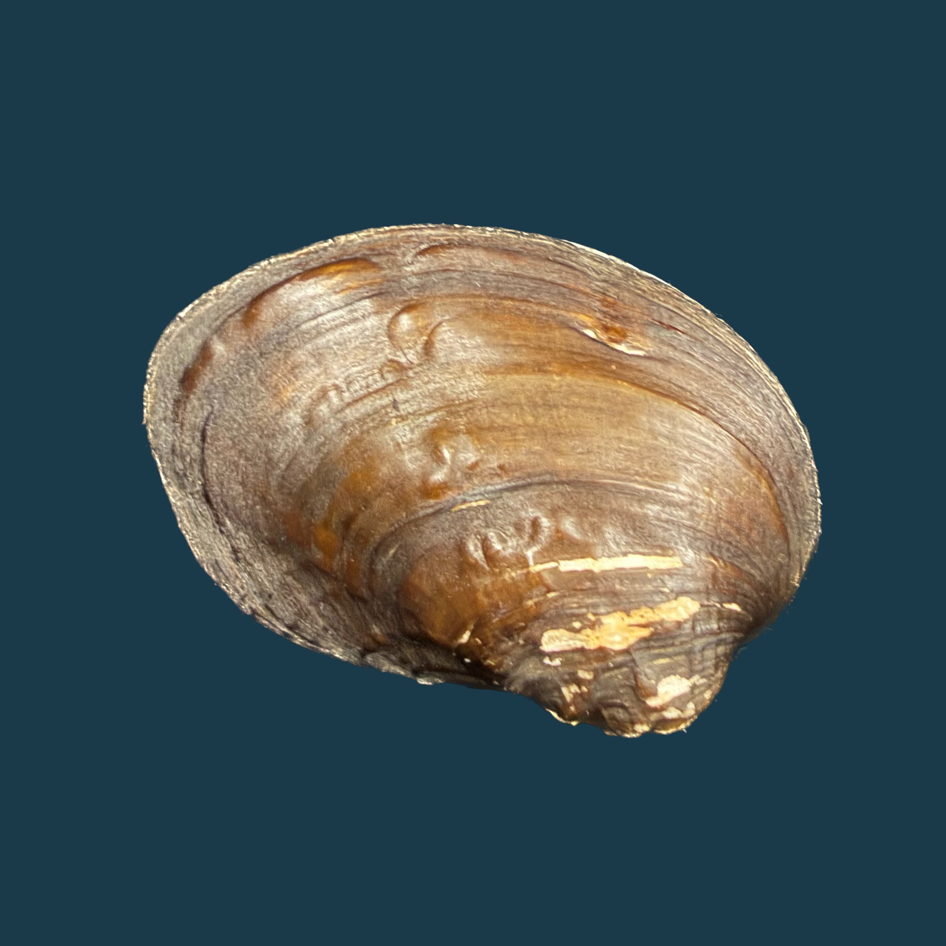 Lamprotula caveata (Heude, 1877) - 57,3mm