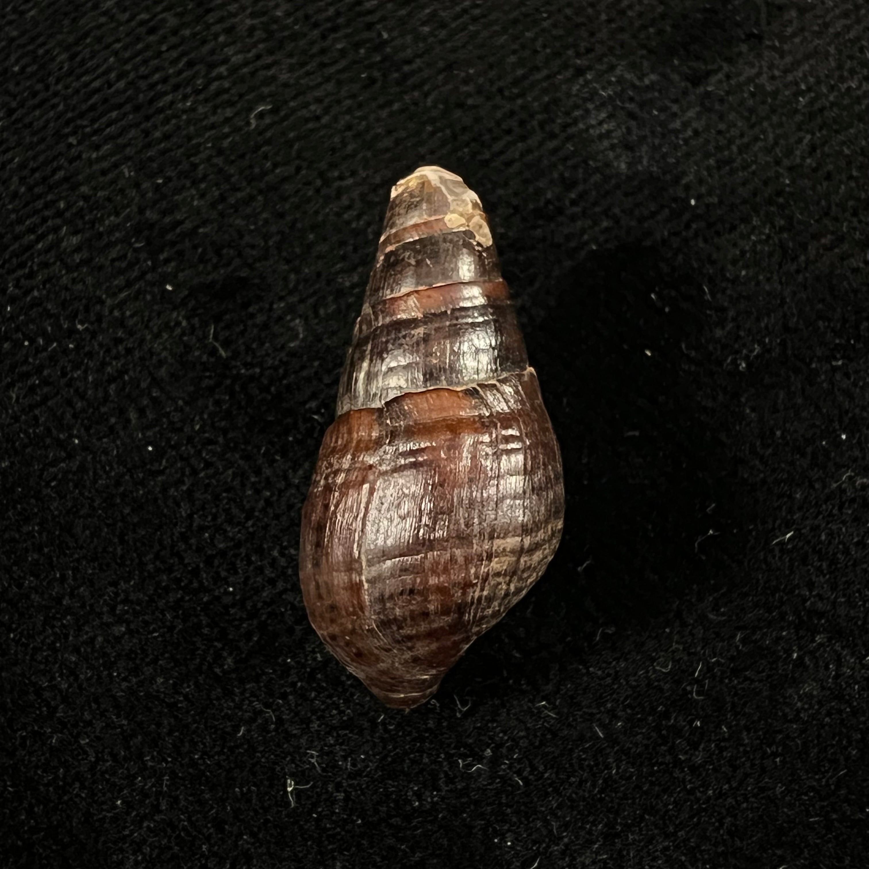 Aylacostoma guaraniticum (Hylton Scott, 1954) - 24,8毫米