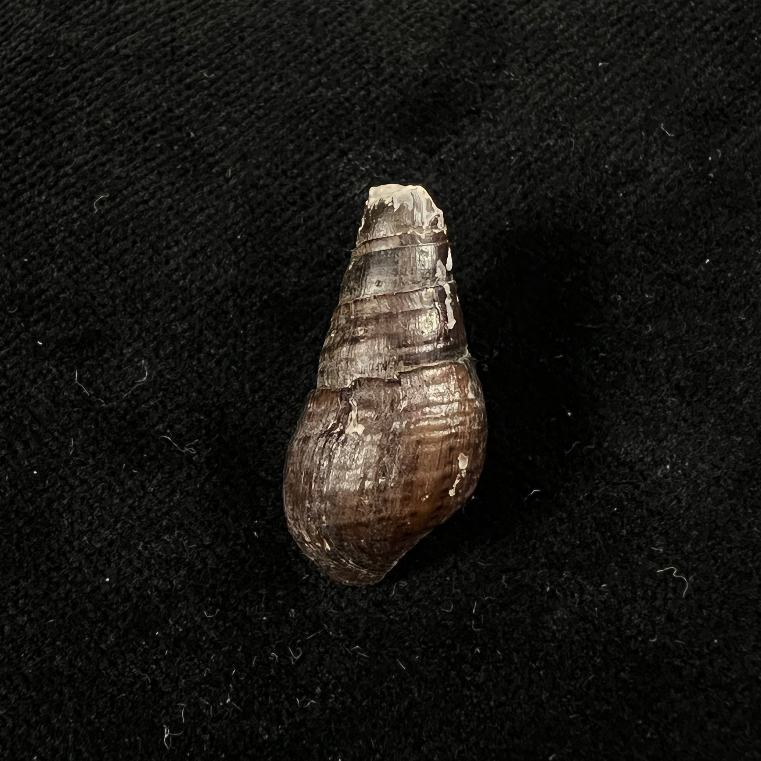 Aylacostoma guaraniticum (Hylton Scott, 1954) - 24,6毫米