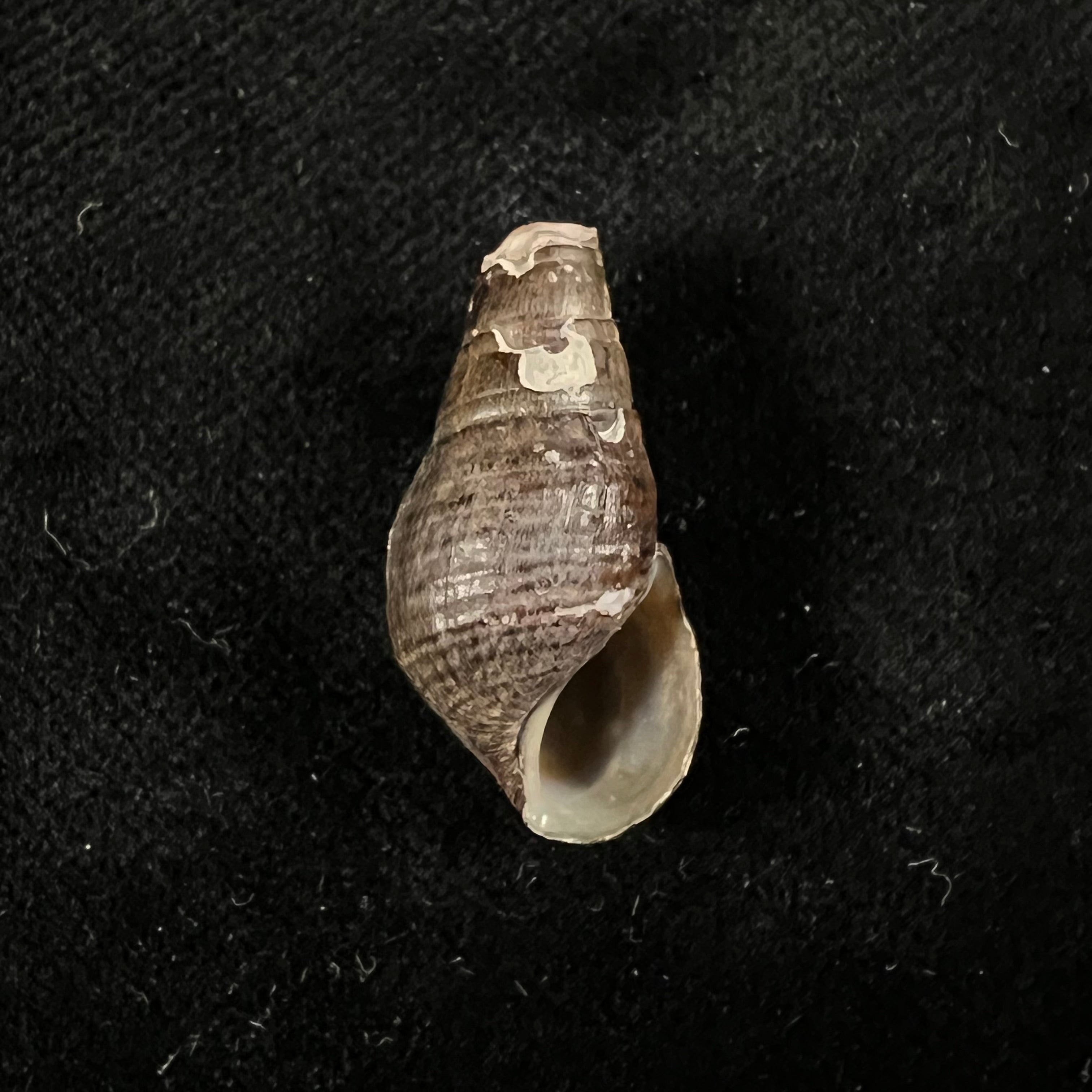Aylacostoma guaraniticum (Hylton Scott, 1954) - 24,6毫米