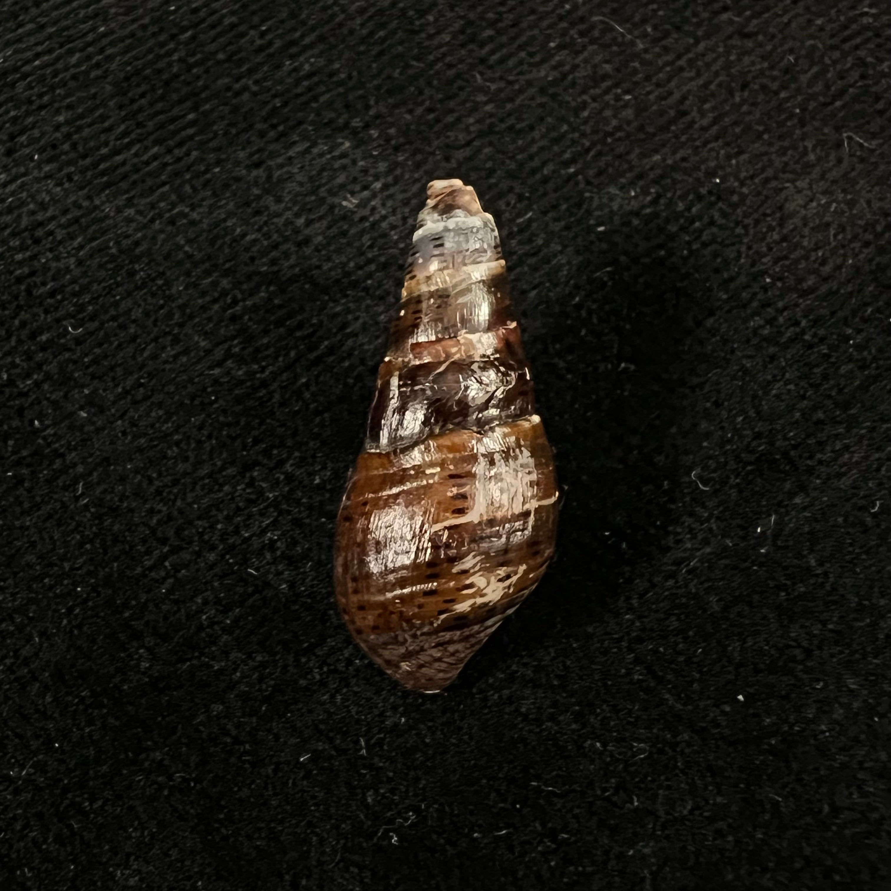 Aylacostoma guaraniticum (Hylton Scott, 1954) - 24,8毫米