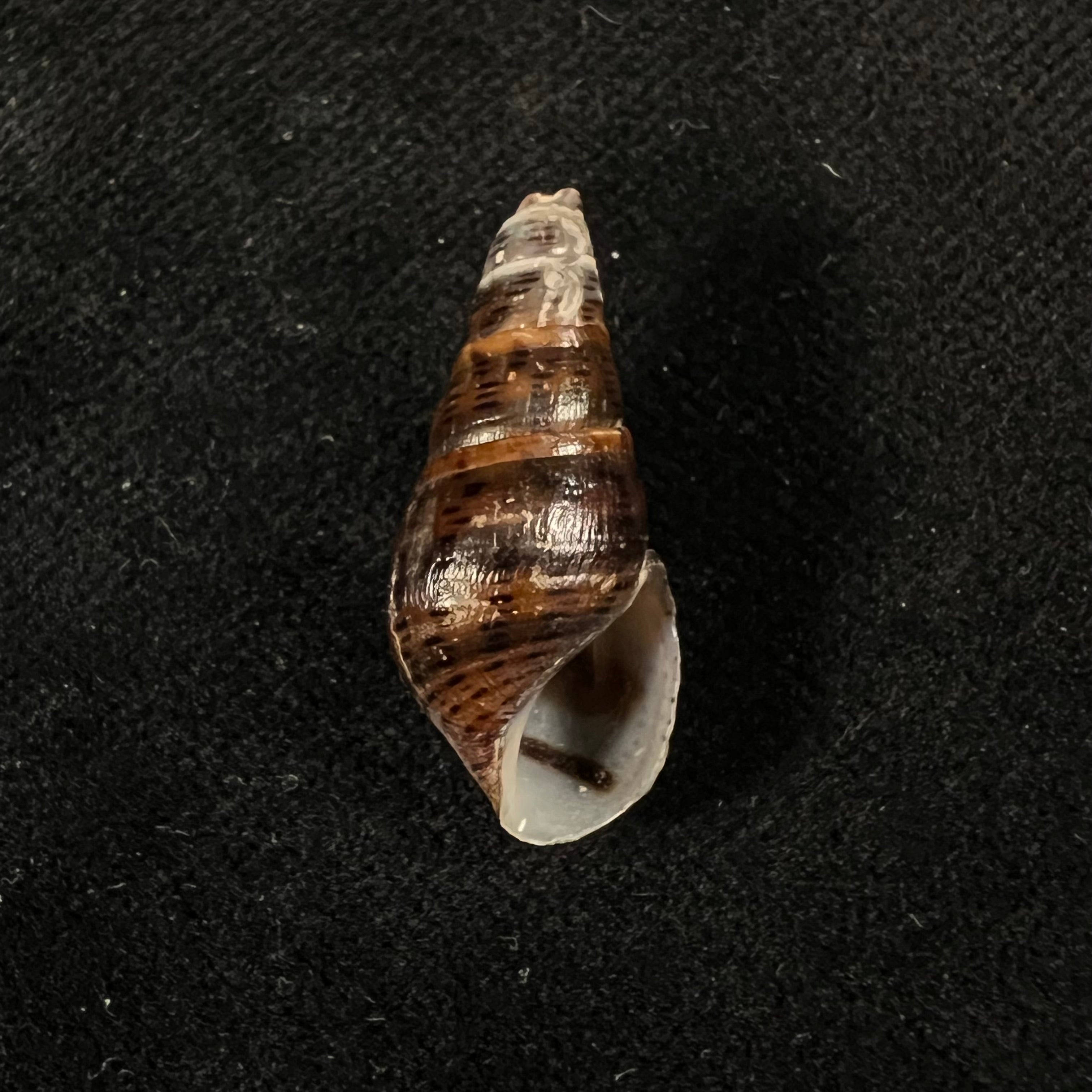 Aylacostoma guaraniticum (Hylton Scott, 1954) - 24,8毫米