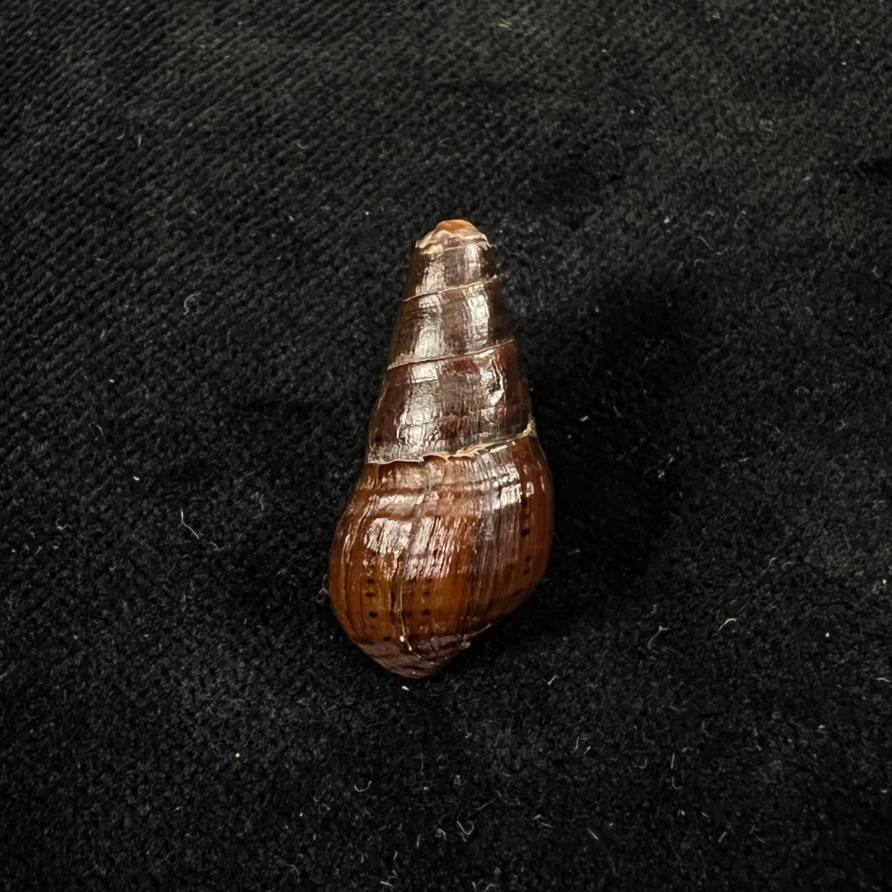 Aylacostoma guaraniticum (Hylton Scott, 1954) - 24,6毫米