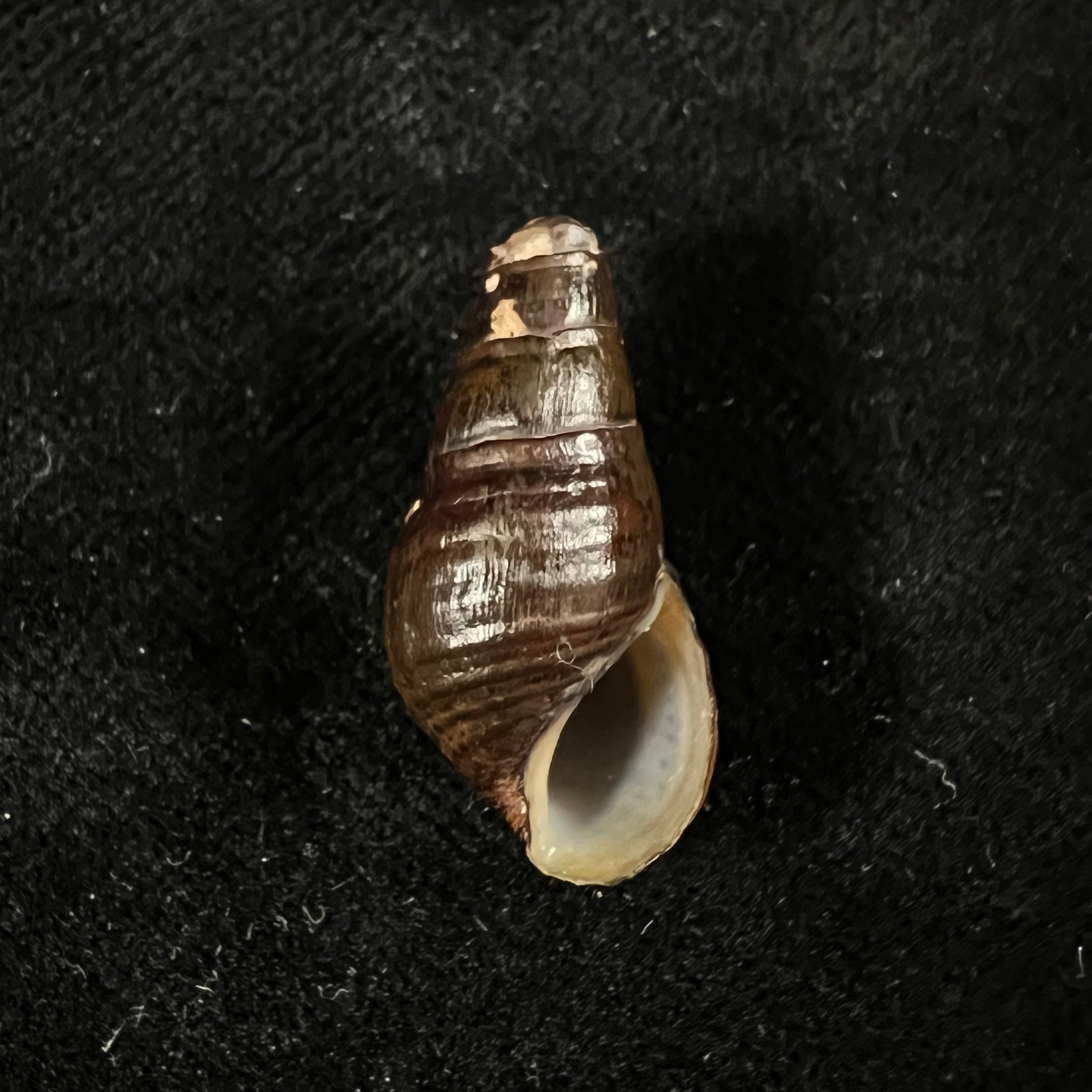 Aylacostoma guaraniticum (Hylton Scott, 1954) - 24,6毫米