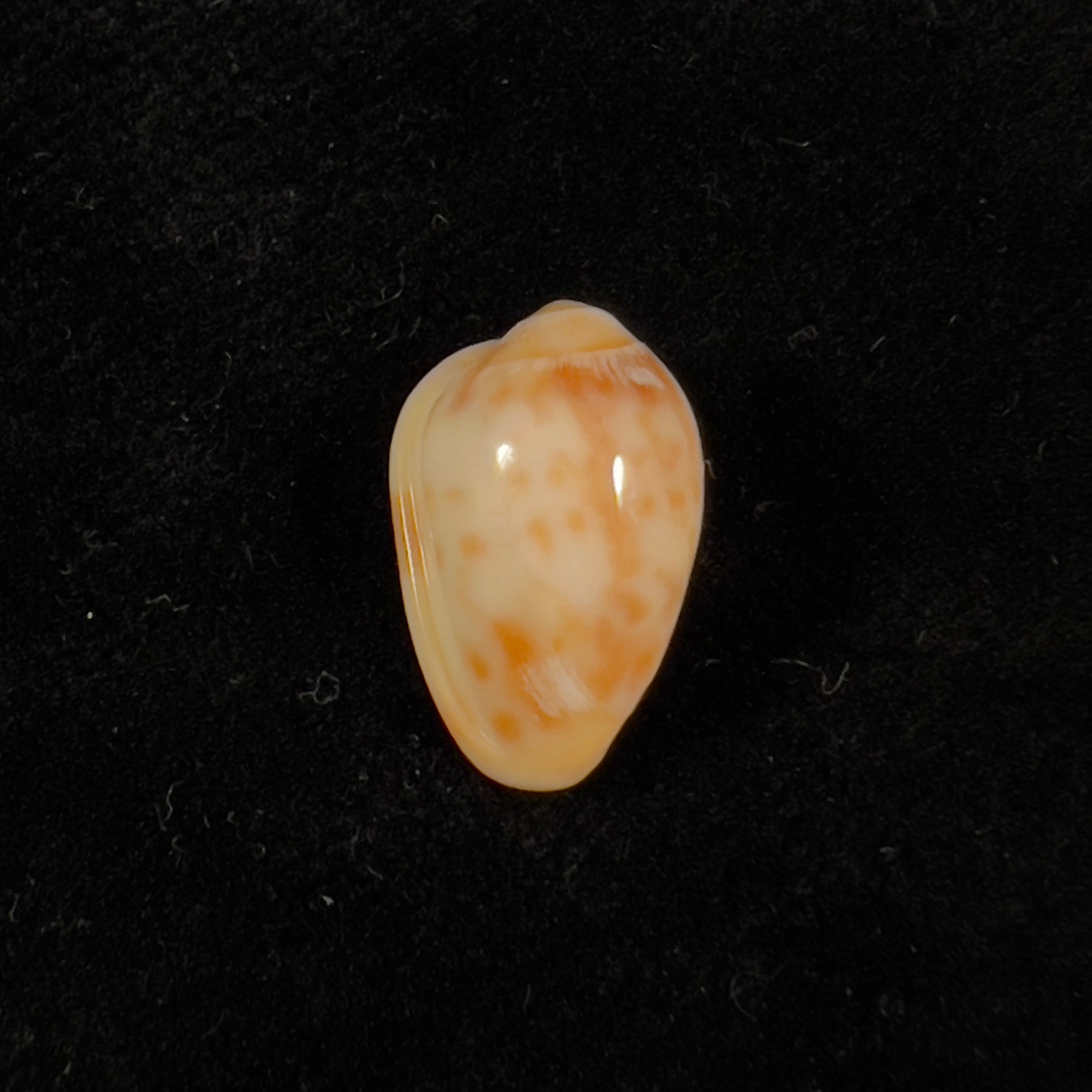 Prunum fulminatum (Kiener, 1841) - 14,7mm