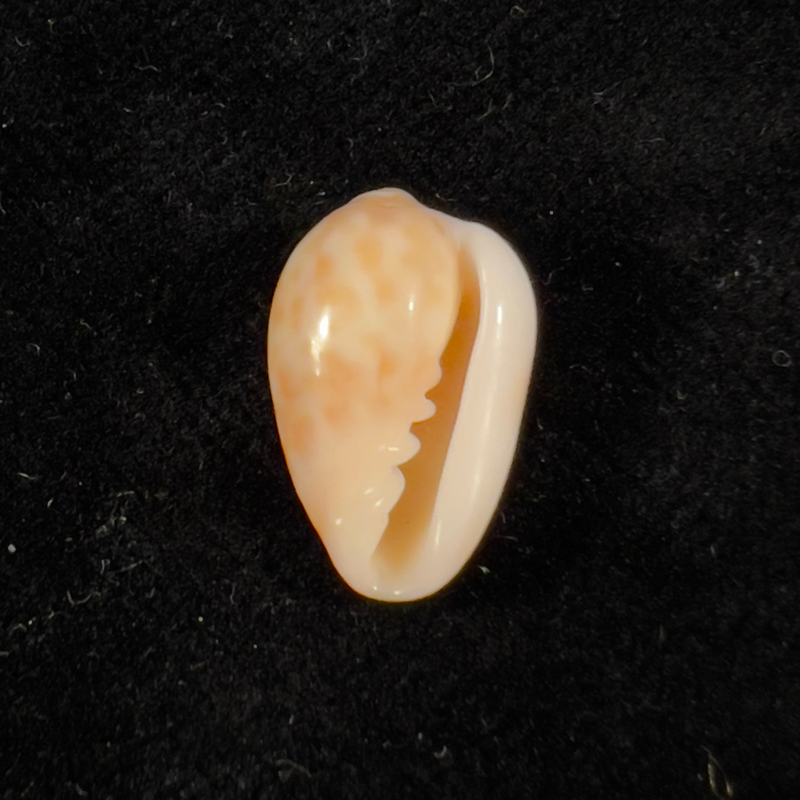 Prunum fulminatum (Kiener, 1841) - 14,7mm