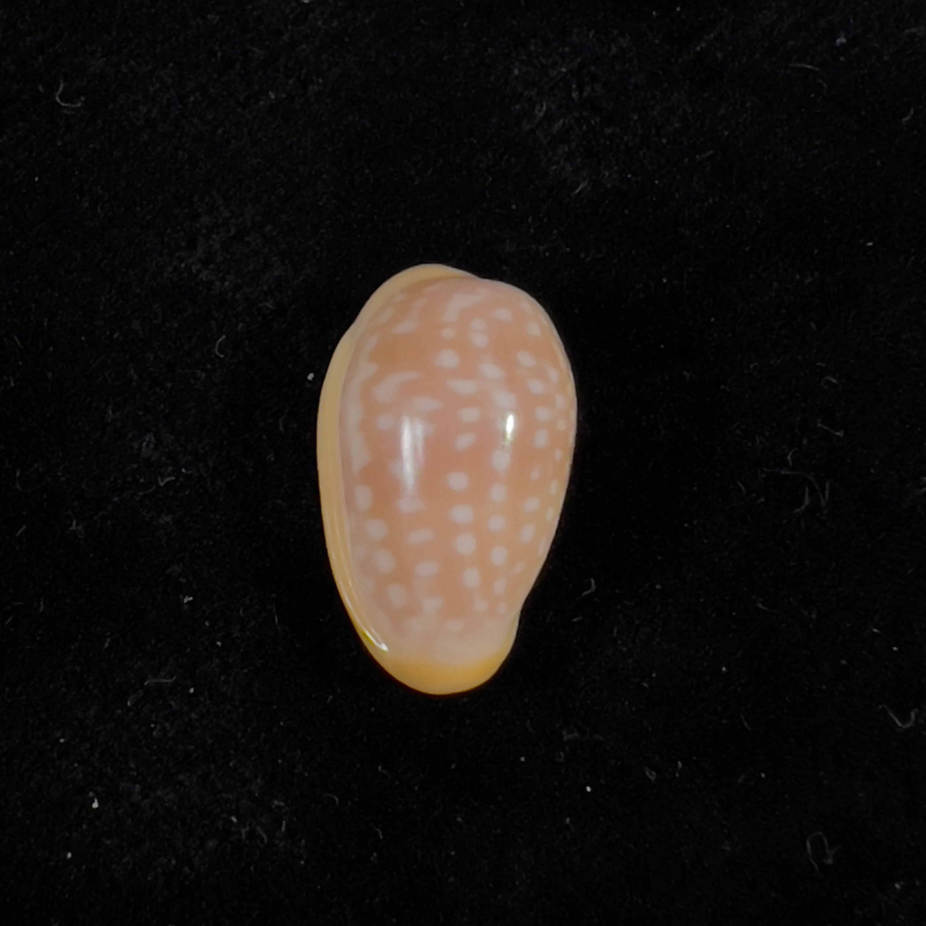 Bullata largillieri (基纳, 1841) - 15,4mm