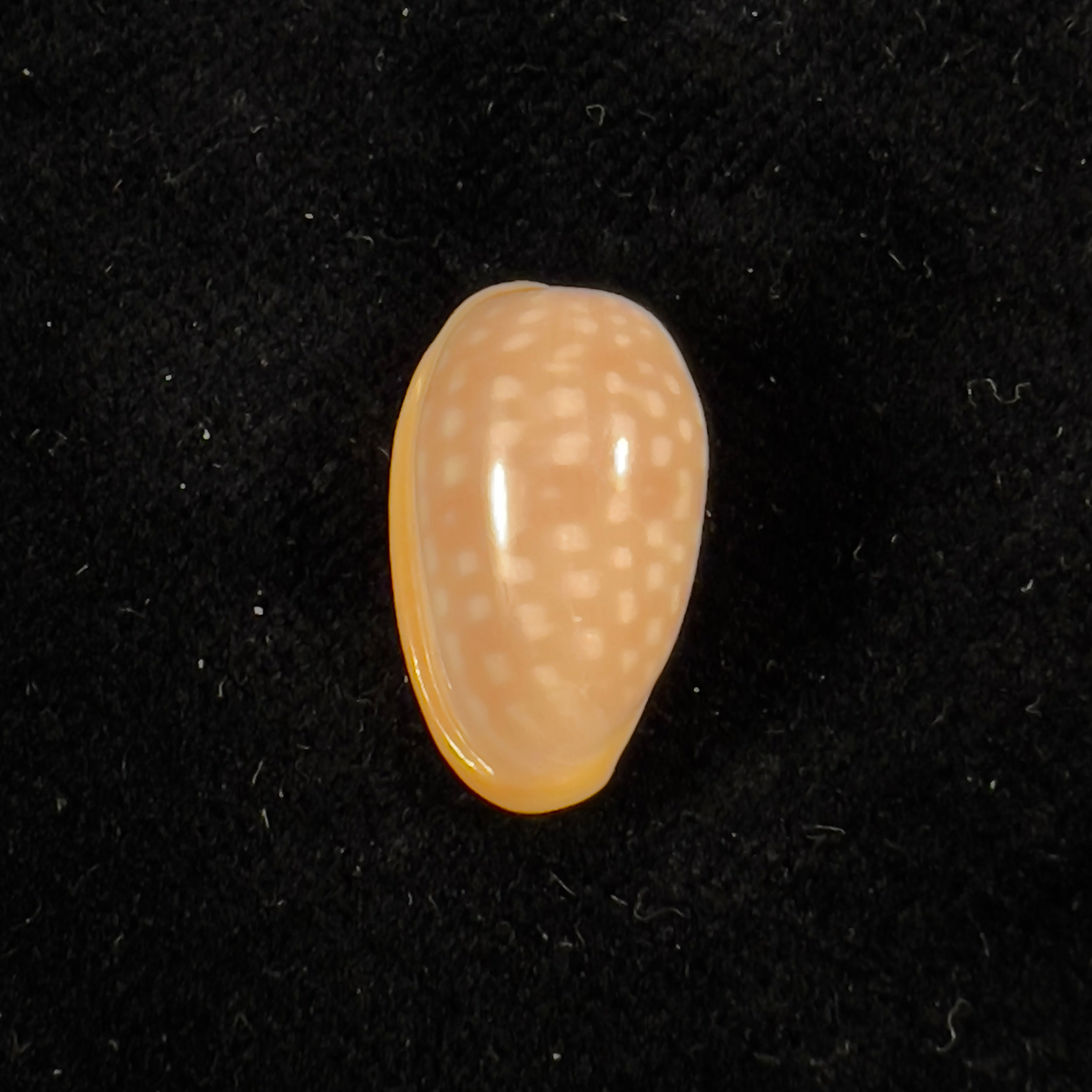 Bullata largillieri (Kiener, 1841) - 16,7mm