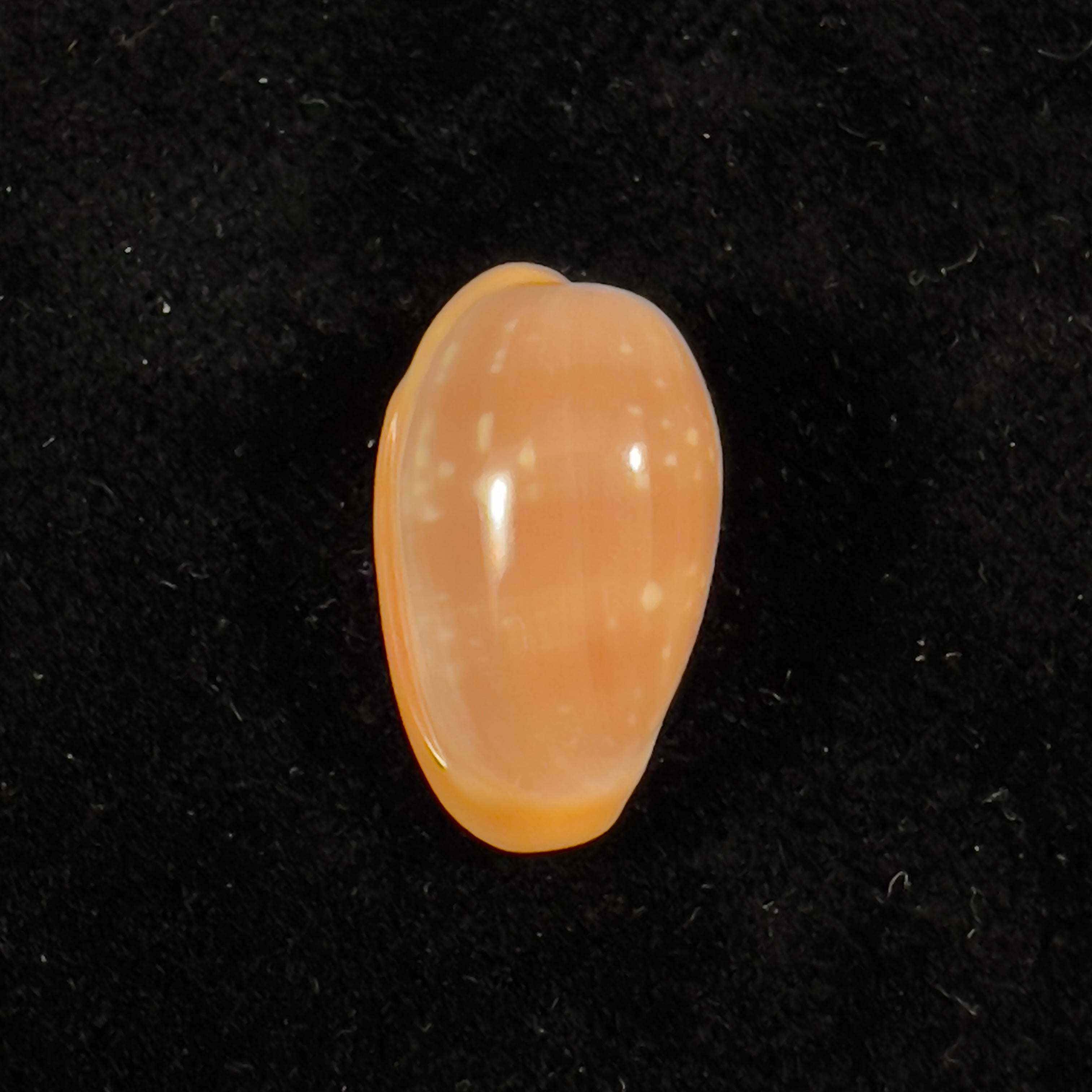 Bullata largillieri (Kiener, 1841) - 17,9mm