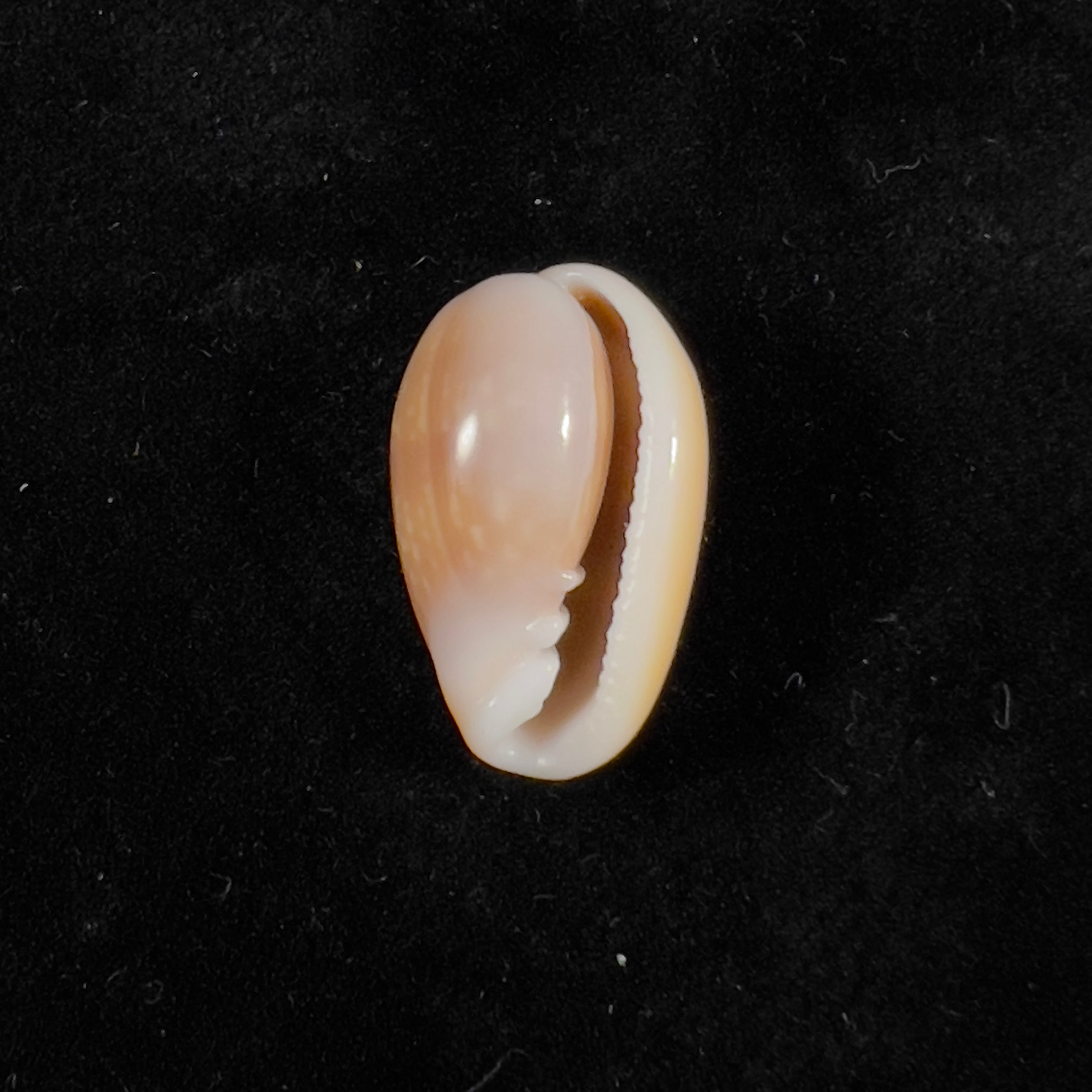 Bullata largillieri (Kiener, 1841) - 17,9mm