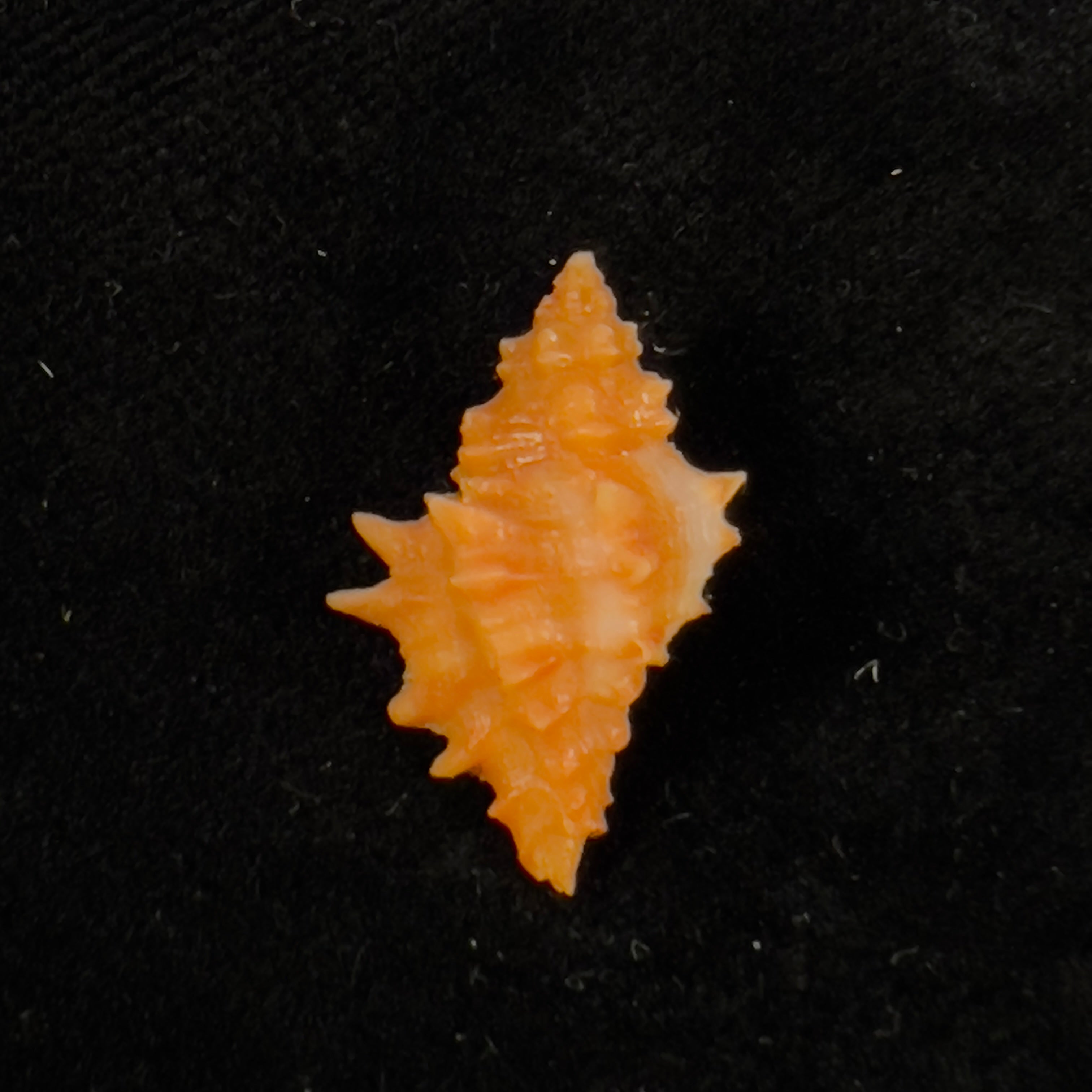 Muricopsis josei EH Vokes, 1994 - 21,1mm