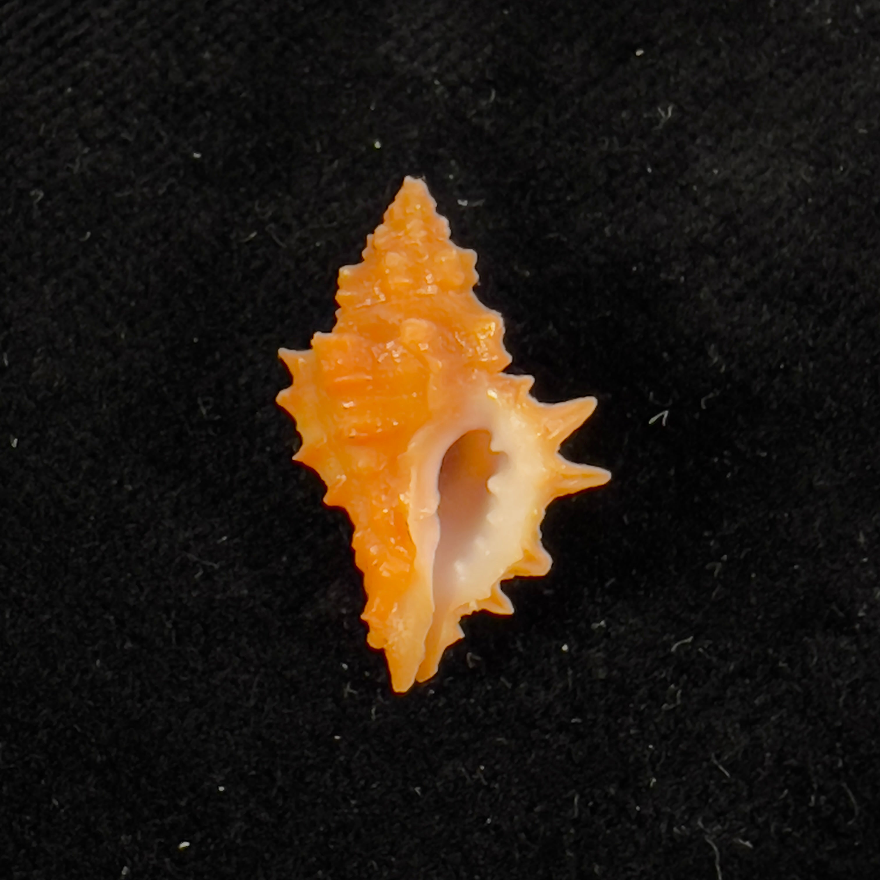Muricopsis josei EH Vokes, 1994 - 21,1mm