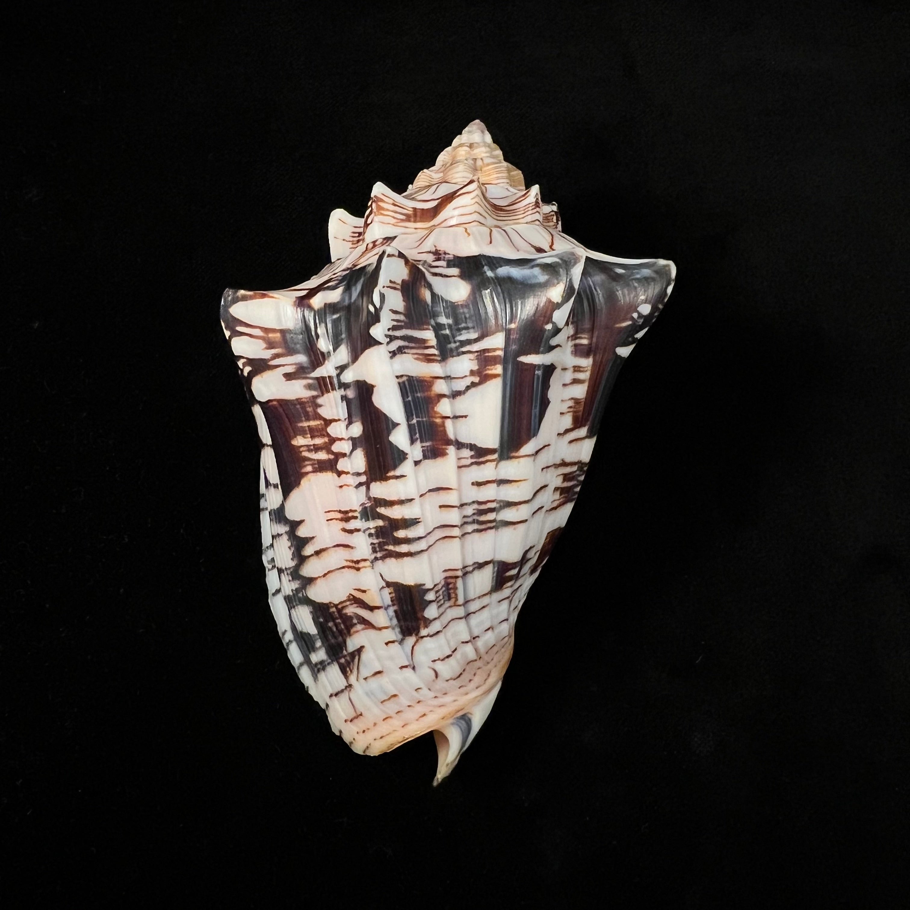 Voluta ebraea Linnaeus, 1758 - 121,9mm